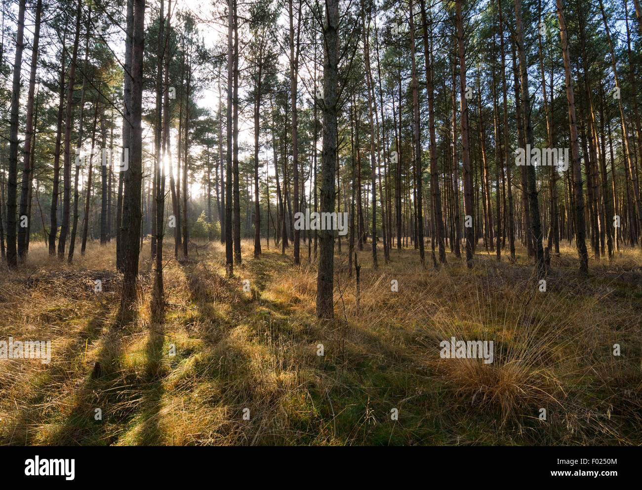Pino (Pinus sylvestris) foresta, retroilluminato, Bassa Sassonia, Germania Foto Stock