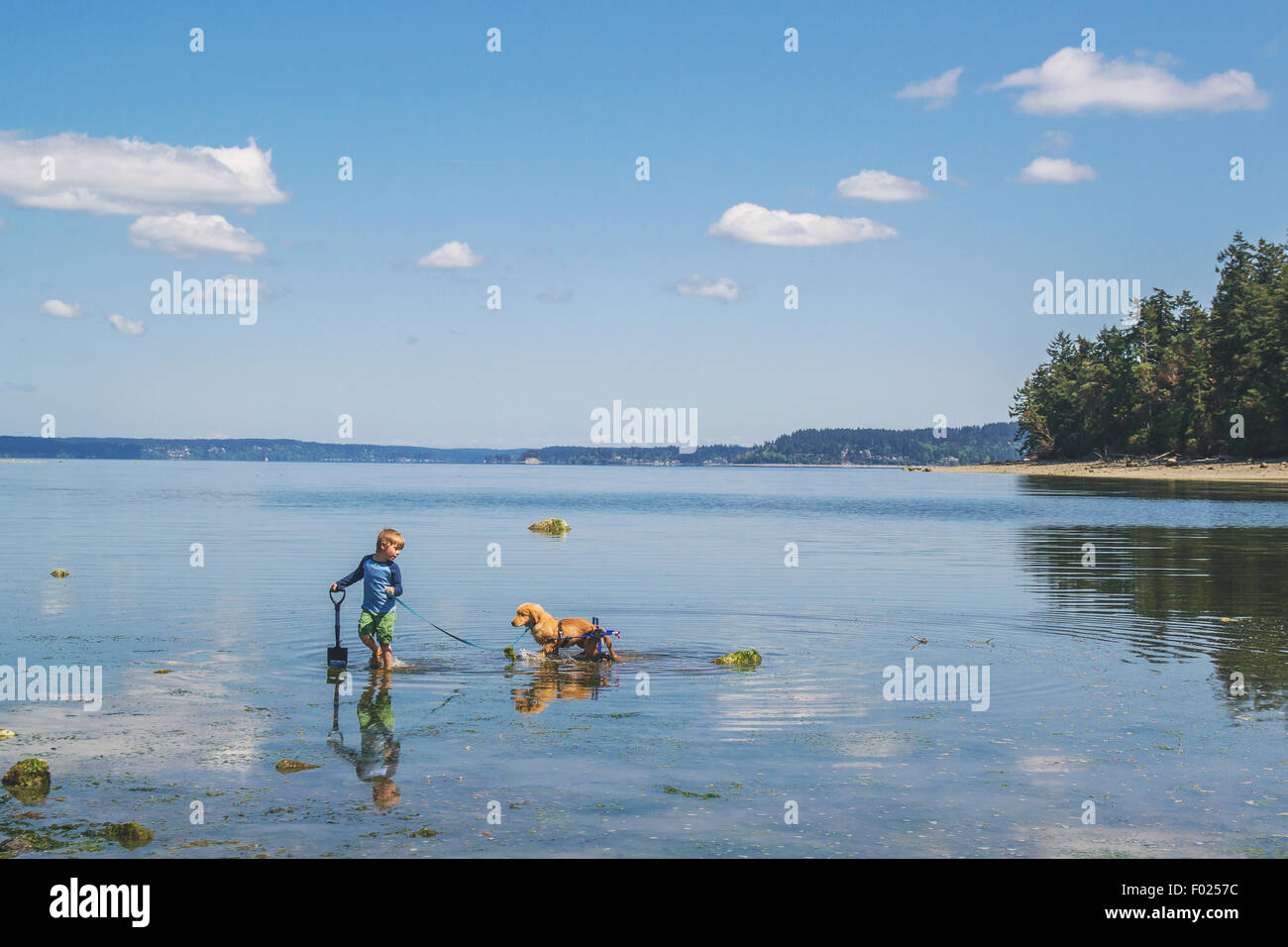 Ragazzo con cane disabili che cammina in un lago, USA Foto Stock