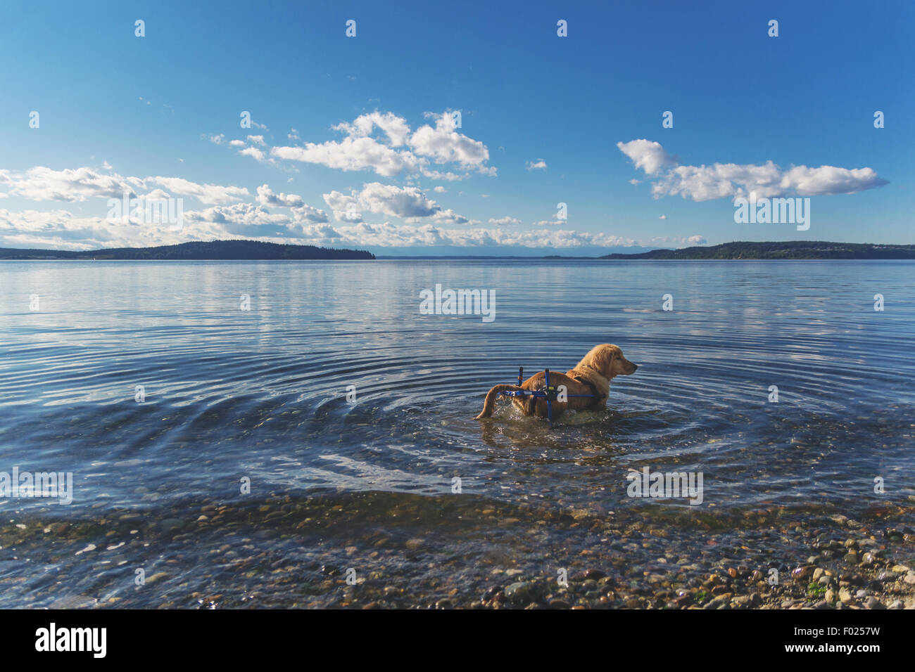 Cane disabile in piedi in un lago, Stati Uniti Foto Stock