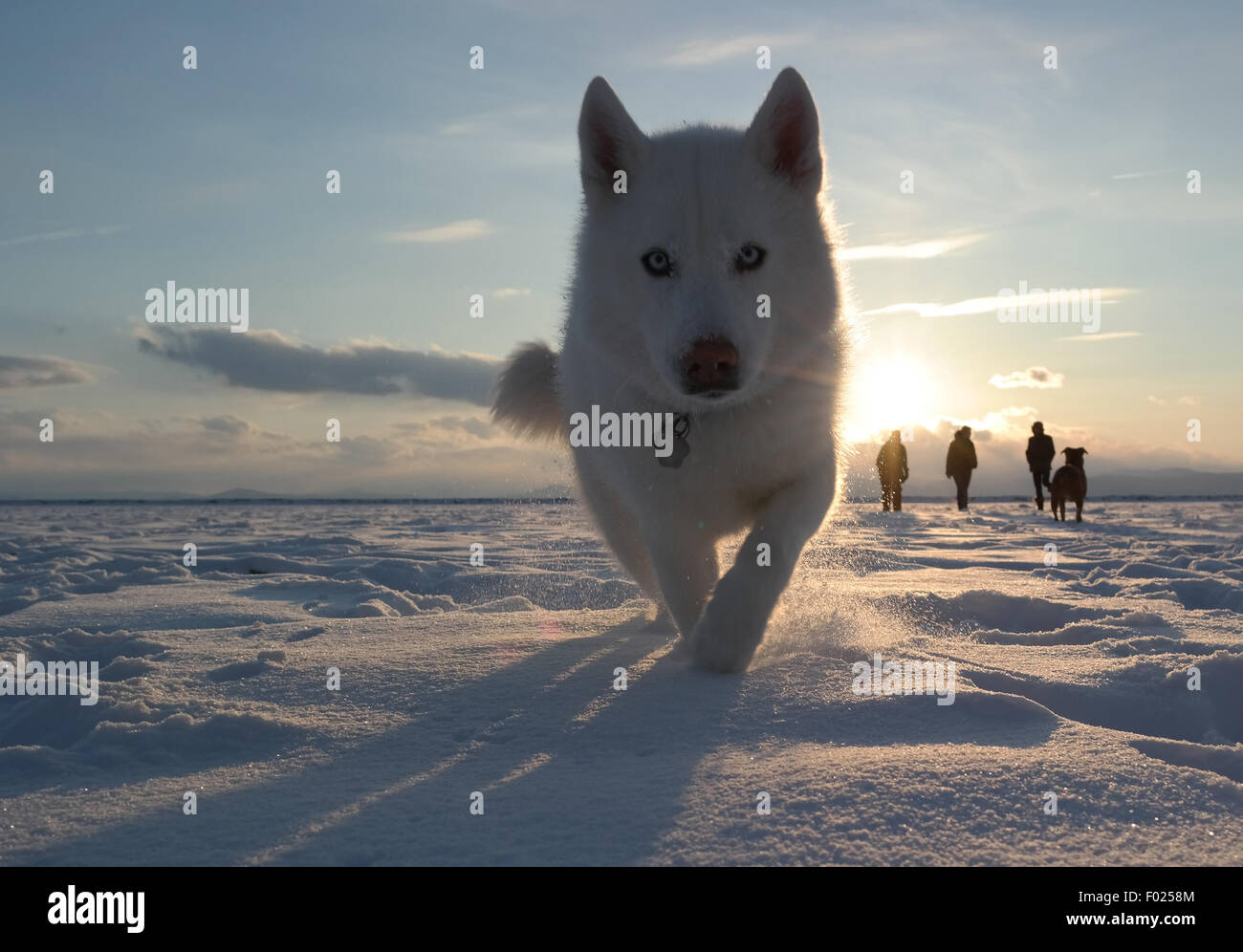 Husky cane che corre verso la telecamera nella neve Foto Stock