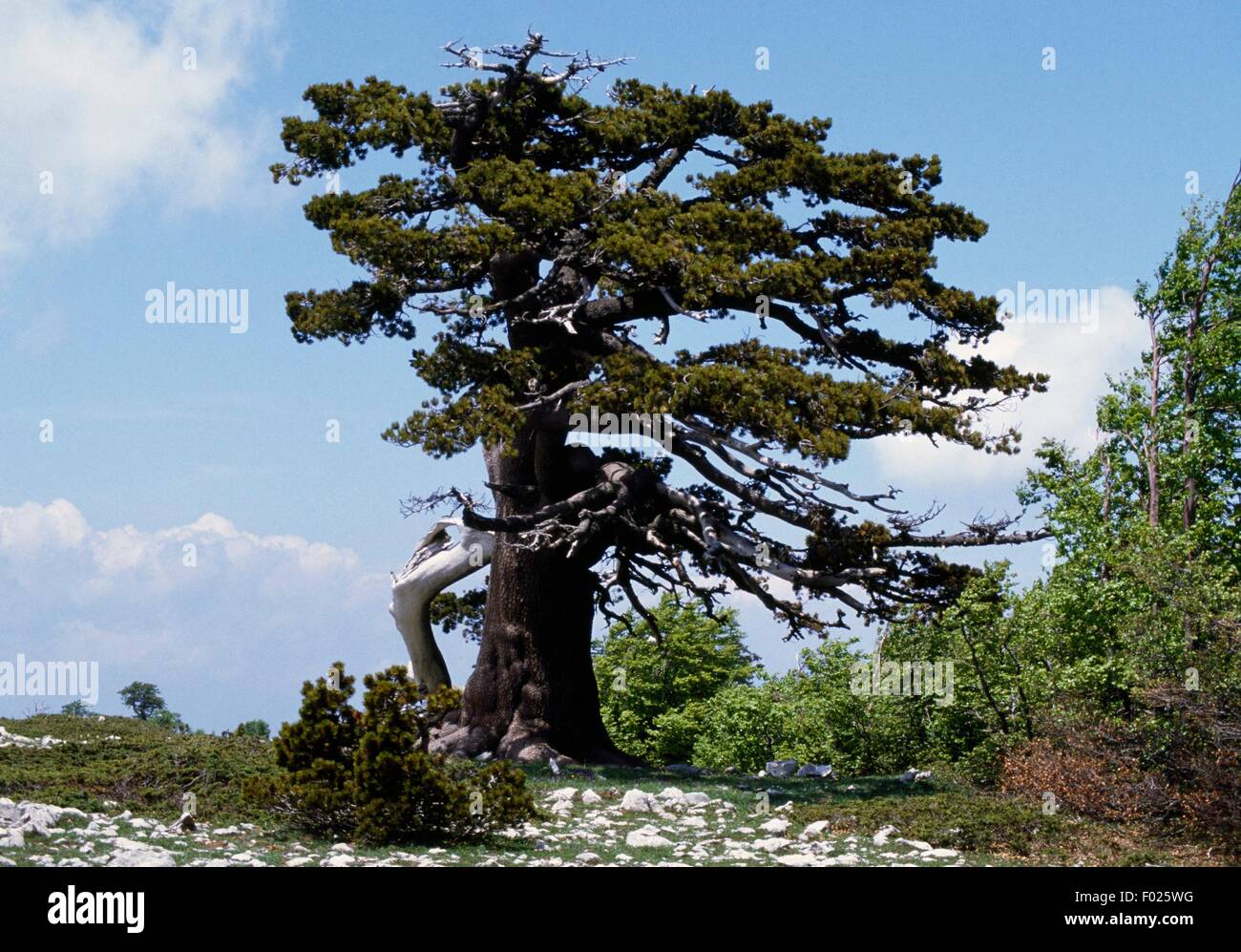 Vecchio di secoli di Pino bosniaco (Pinus heldreichii), la Grande Porta del  Pollino, il Parco Nazionale del Pollino, Basilicata, Italia Foto stock -  Alamy