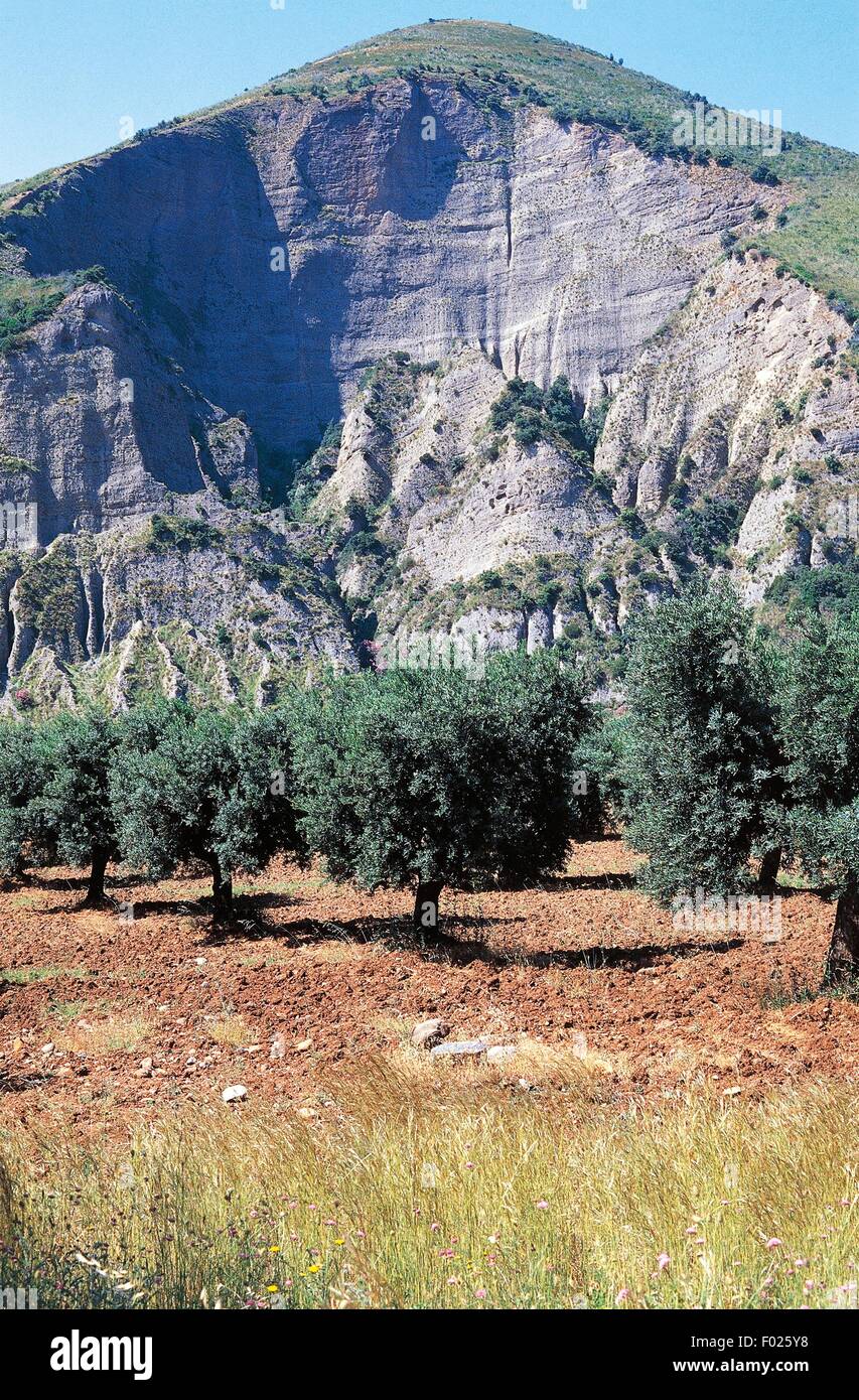 Calanchi e olivi, il Parco Nazionale del Pollino, Calabria, Italia. Foto Stock