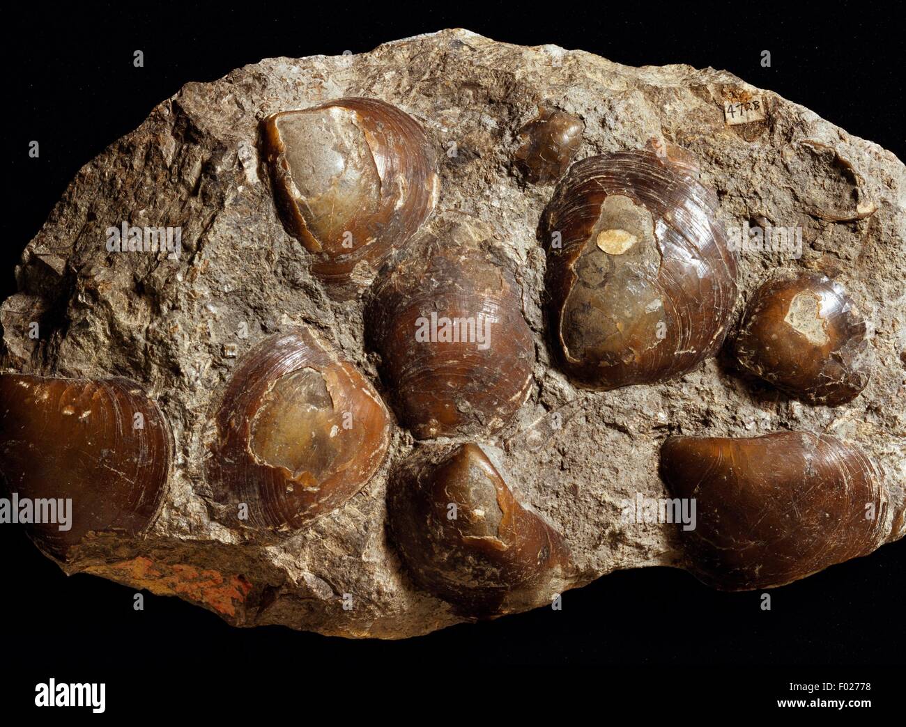 Lamellibranch o molluschi fossili, Bivalvia. Foto Stock