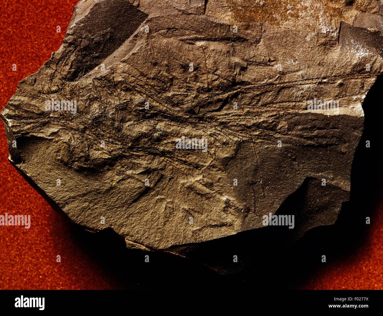Leptograptus sp fossili, Graptolithina. Foto Stock