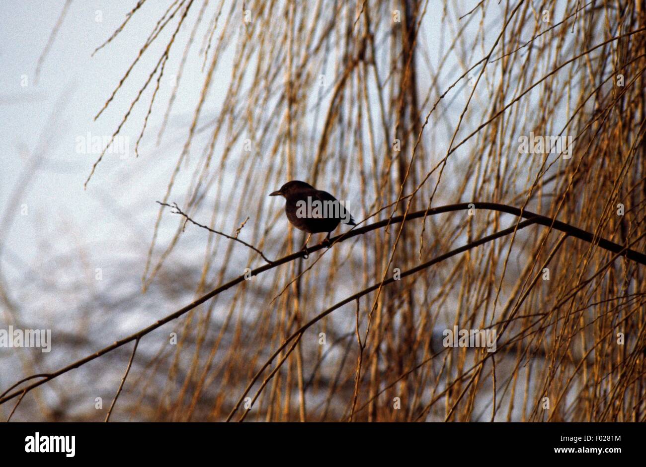 Uccello sul ramo di un albero, il lago di Costanza, Riserva Naturale Wollmatinger Ried-Untersee-Gnadensee (Naturschutzgebiet Wollmatinger Ried-Untersee-Gnadensee), Germania. Foto Stock