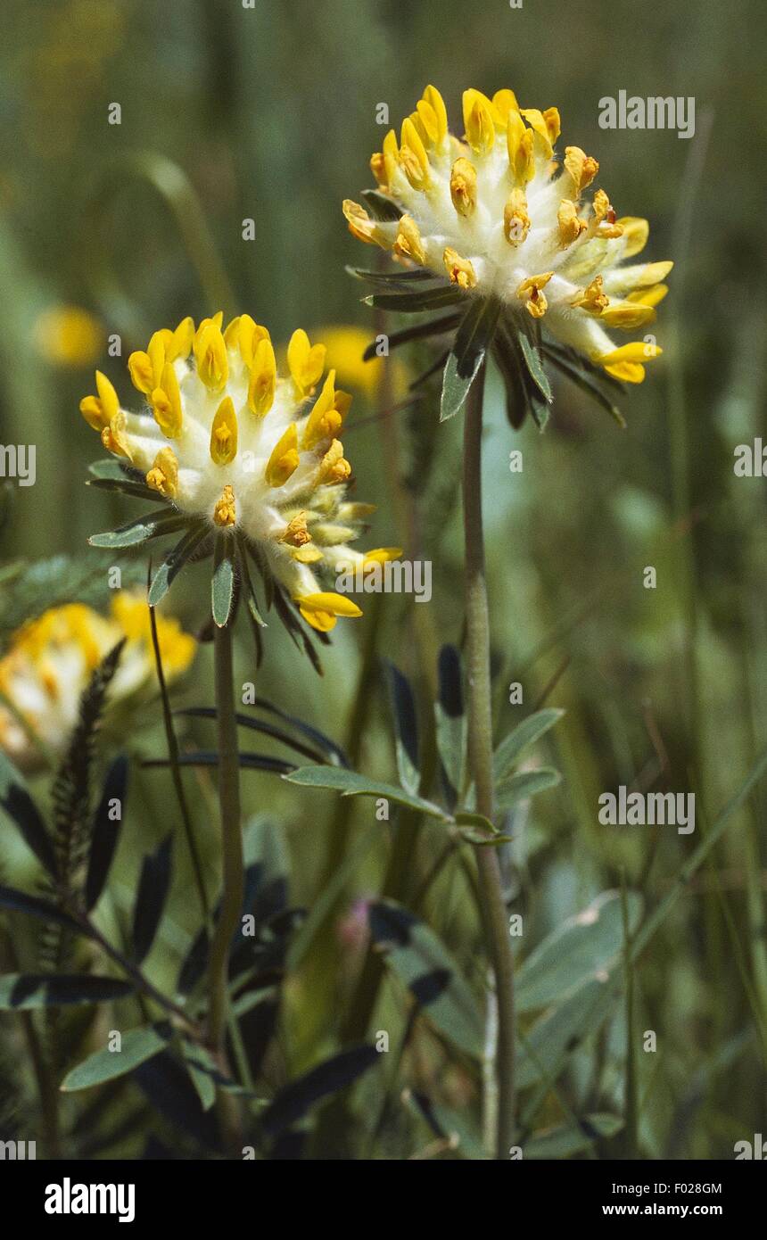 Comune (kidneyvetch Anthyllis vulnerary), Parco delle Capanne di Marcarolo (Parco Naturale delle Capanne di Marcarolo), Appennino Ligure, Piemonte, Italia. Foto Stock