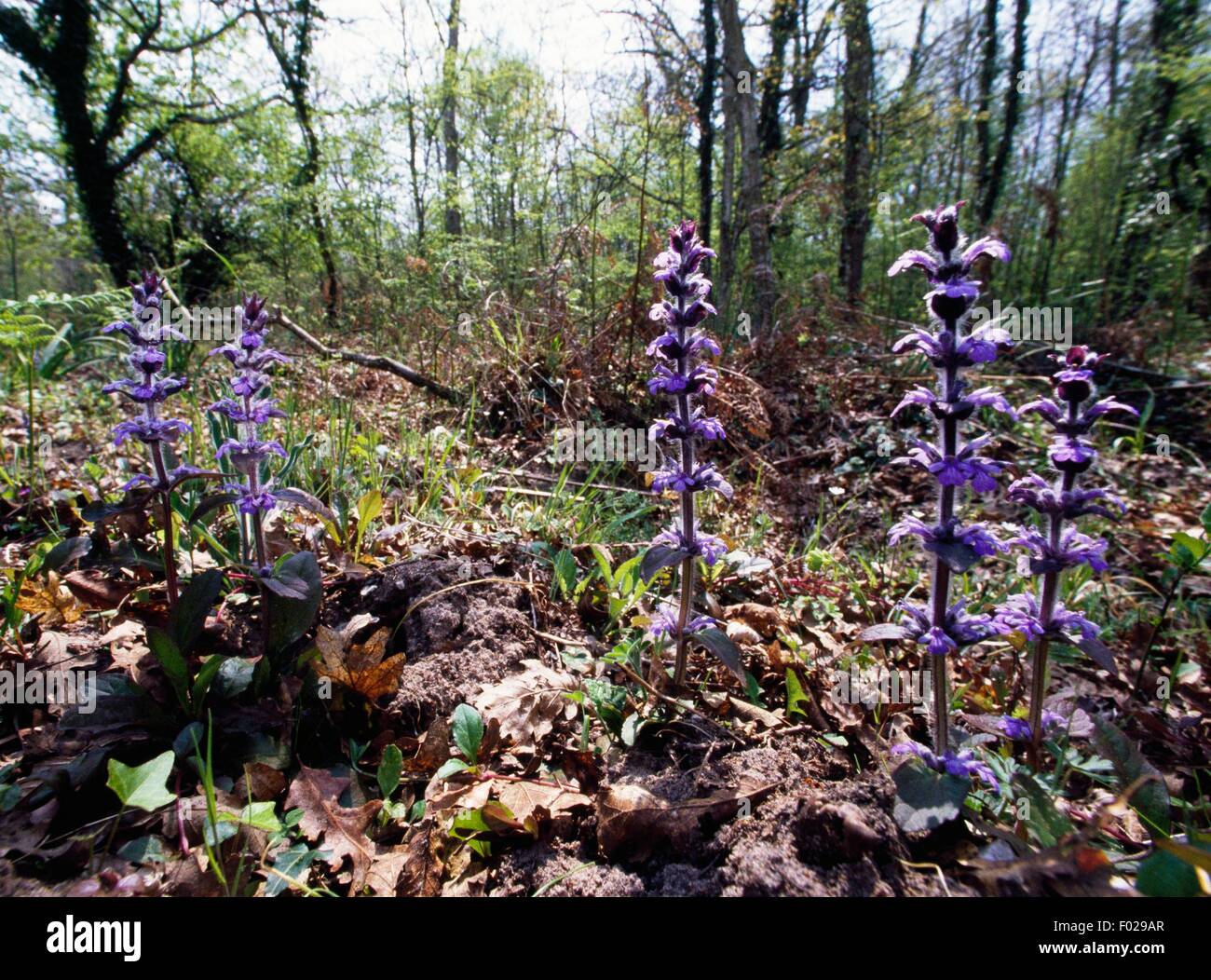 Bugle (Ajuga reptans), il Parco Nazionale del Circeo, Lazio, Italia. Foto Stock