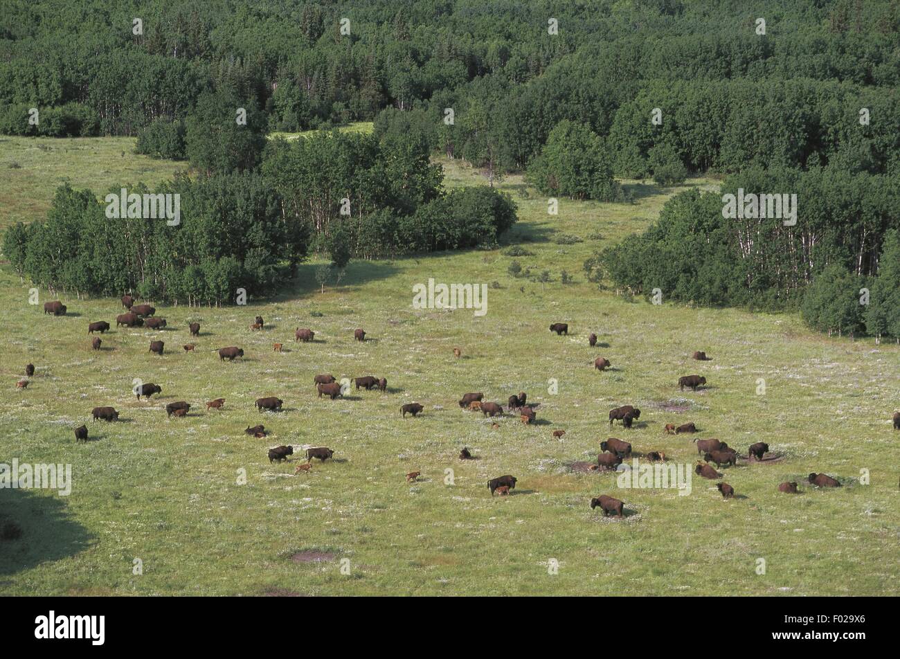 Canada, territori del nord-ovest del Parco Nazionale Wood Buffalo (Patrimonio Mondiale UNESCO, 1983). Bisonti, vista aerea Foto Stock