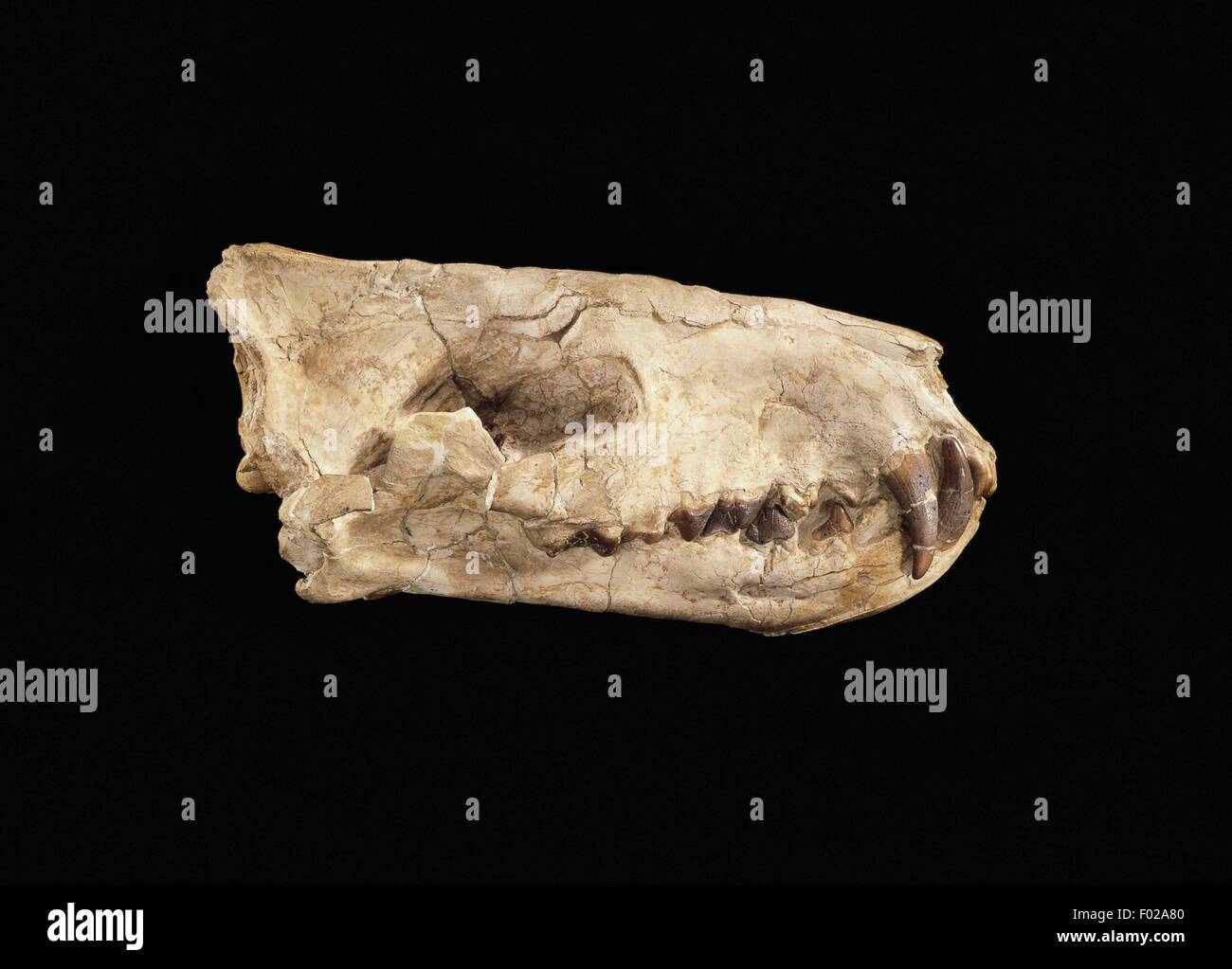 Hyaenodon sp cranio, Creodonta, Oligocene. Foto Stock