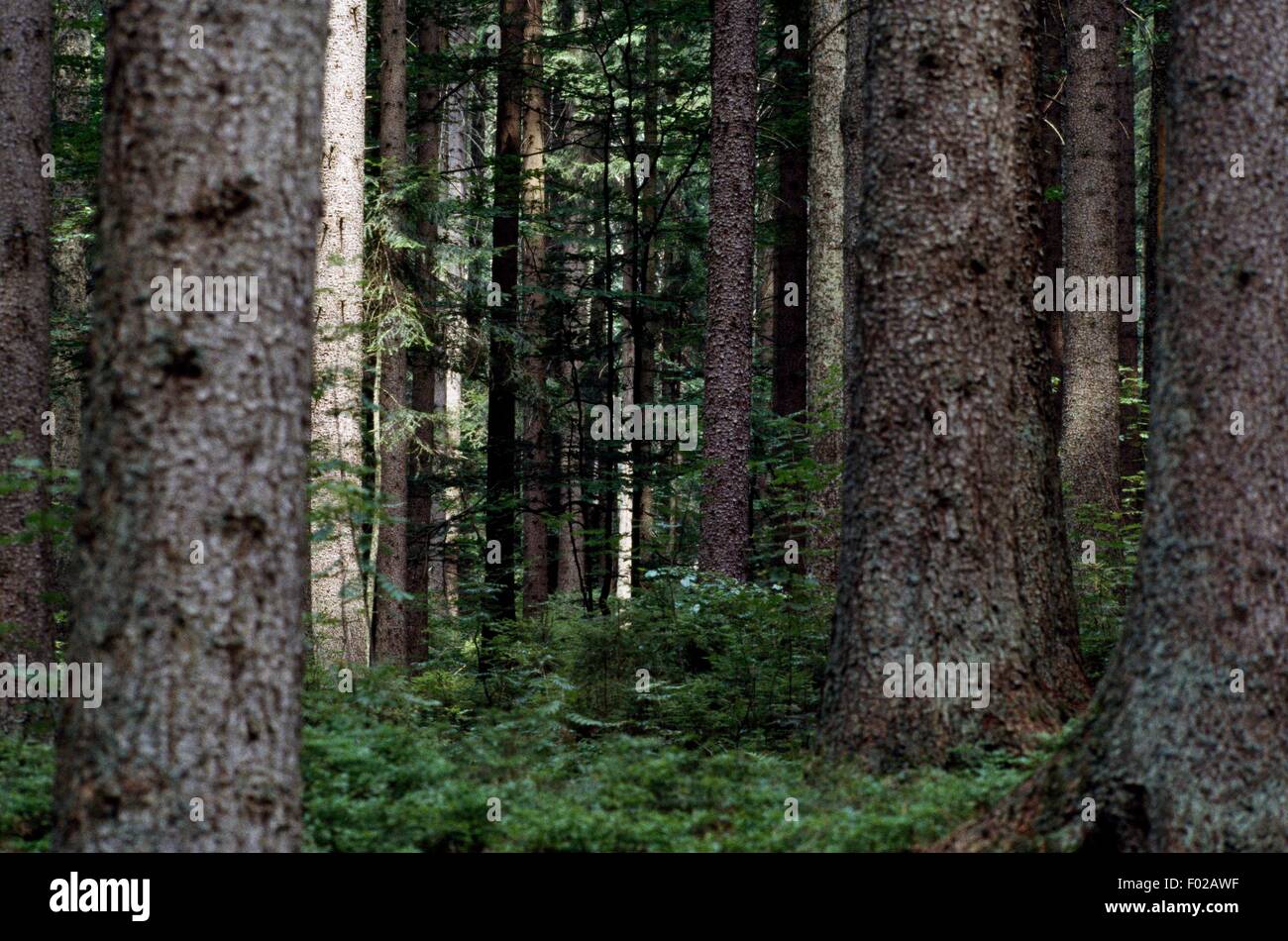 Foresta nel Parco Nazionale della Foresta Bavarese (Nationalparkregion Bayerischer Wald), Baviera, Germania. Foto Stock