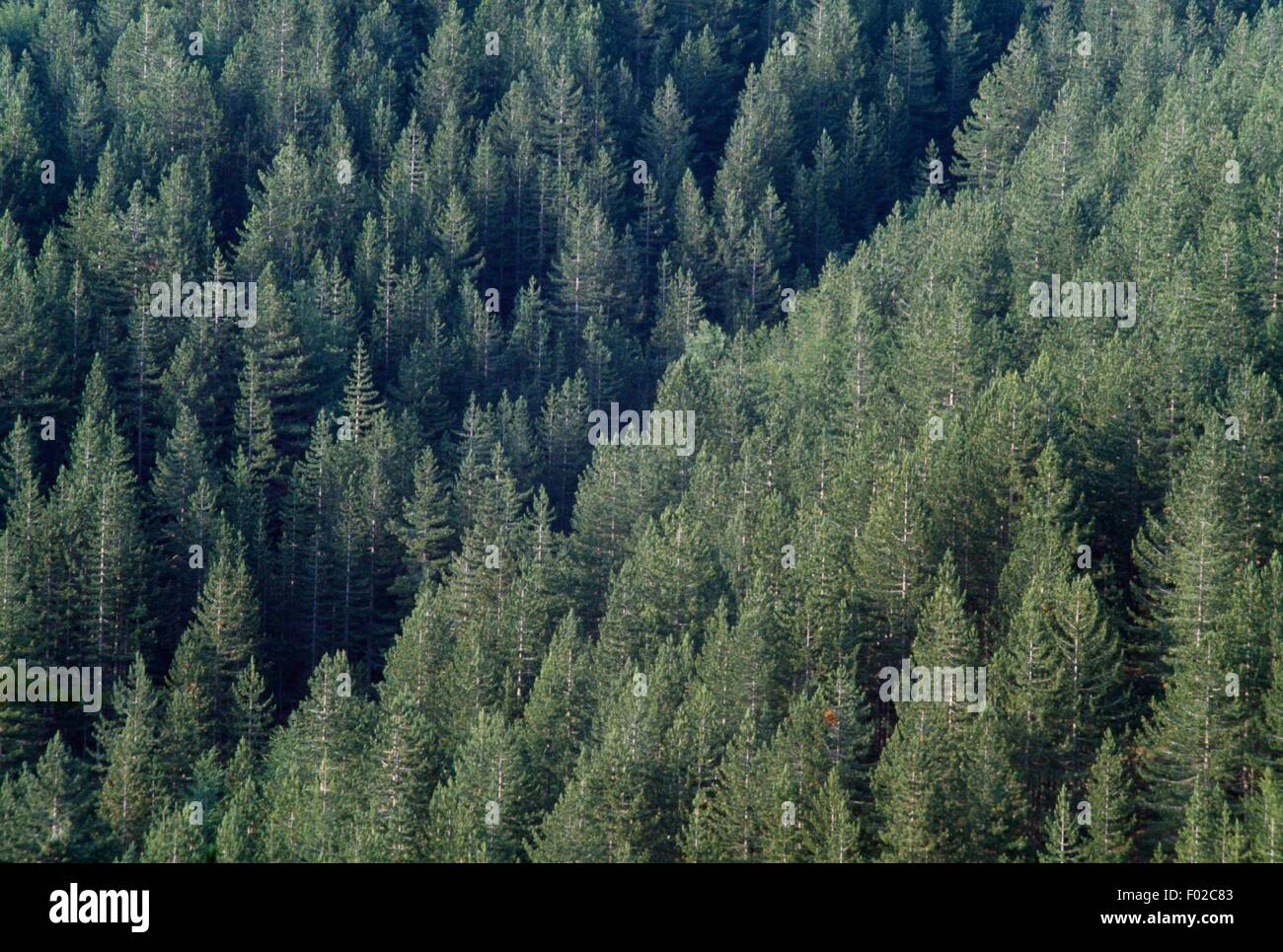 Calabrese Nero in legno di pino visto da sopra, Parco Nazionale della Sila, regione Calabria, Italia. Foto Stock