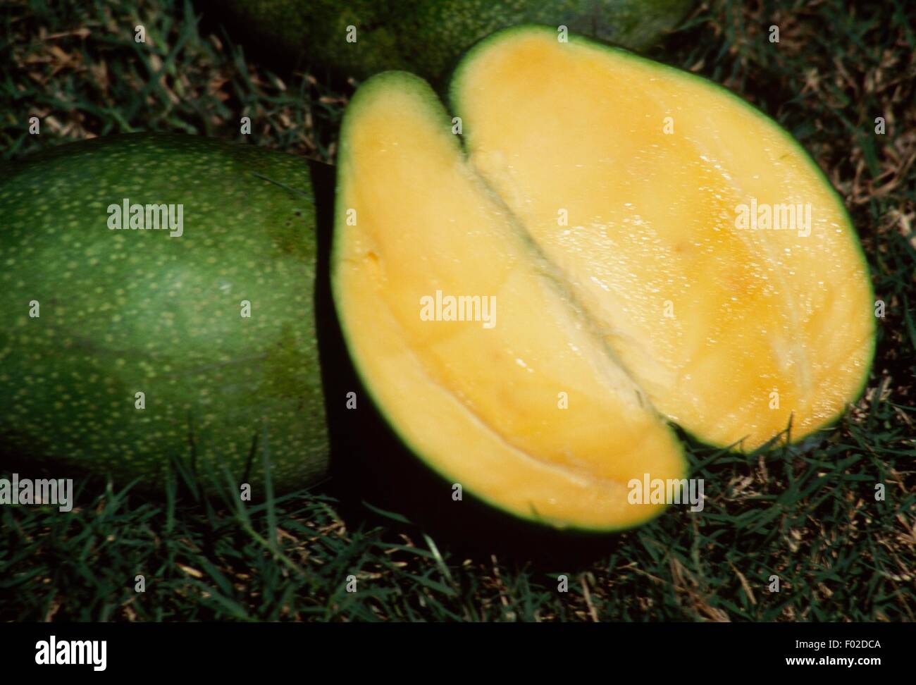 Mango (Mangifera indica), Anacardiaceae. Foto Stock