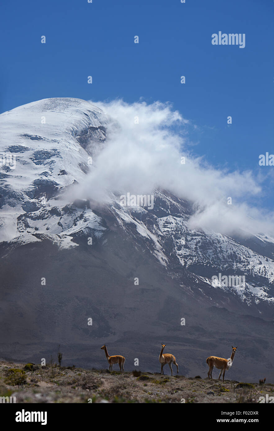 Wild vicuna permanente al fondo della montagna, del Chimborazo, Ecuador Foto Stock