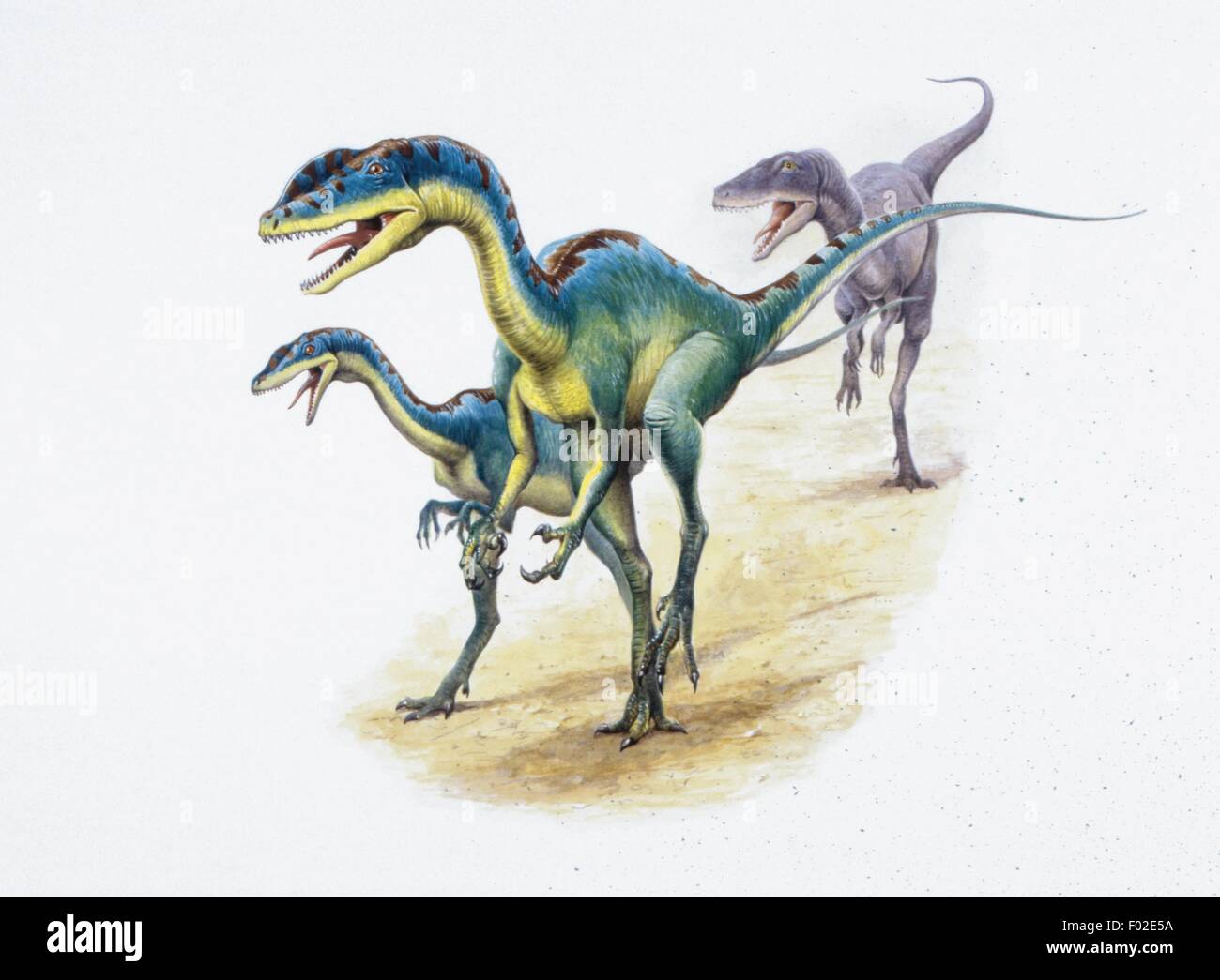Zoopaleontologia - periodo triassico - i dinosauri - Liliensternus - opera d'arte Foto Stock