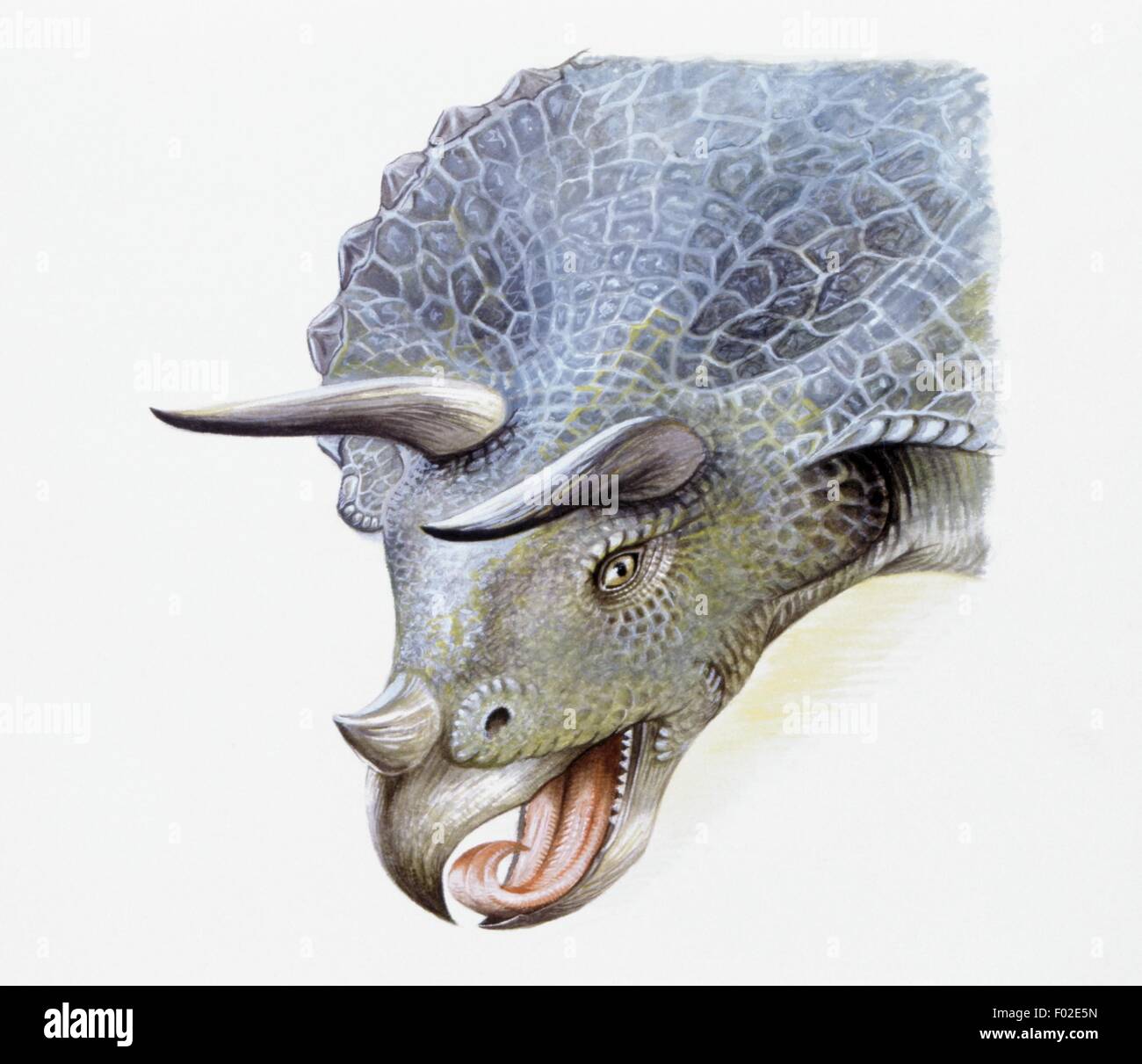 Zoopaleontologia - del periodo Cretaceo - i dinosauri - Triceratops - opera d'arte Foto Stock