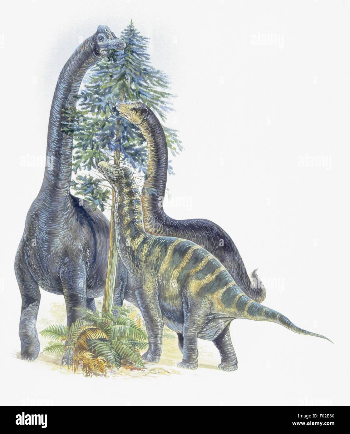 Zoopaleontologia - Giurassico - i dinosauri - Brachiosaurus, Barosaurus, Dicraeosaurus (opera d'arte da Robin Carter) Foto Stock