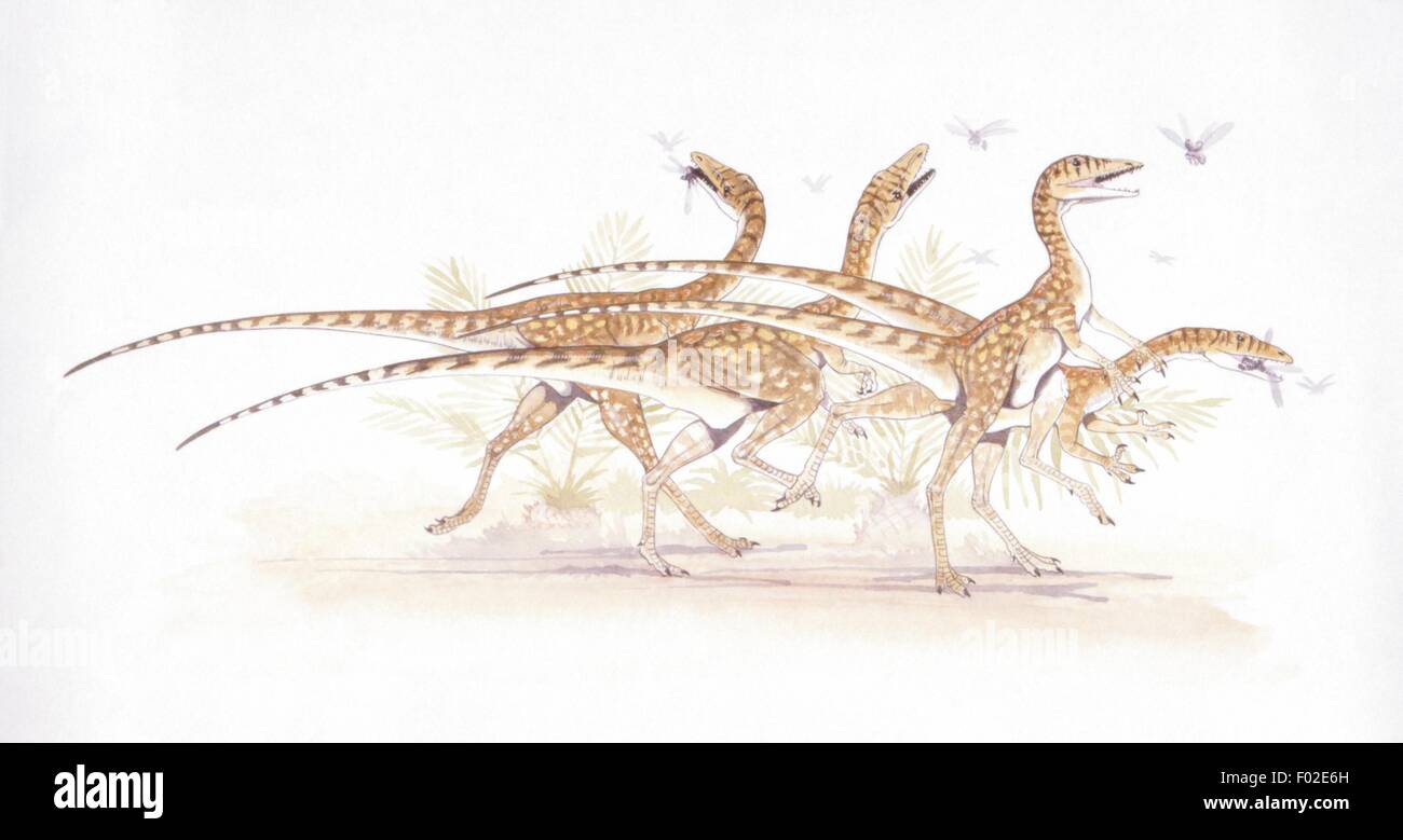 Zoopaleontologia - periodo triassico - i dinosauri - Saltopus - opera d'arte Foto Stock