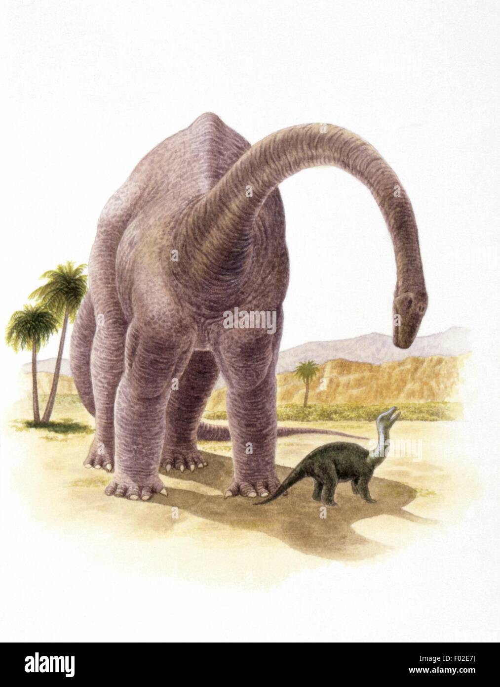 Zoopaleontologia - Giurassico - i dinosauri - Sauropod e vitello - opera d'arte Foto Stock