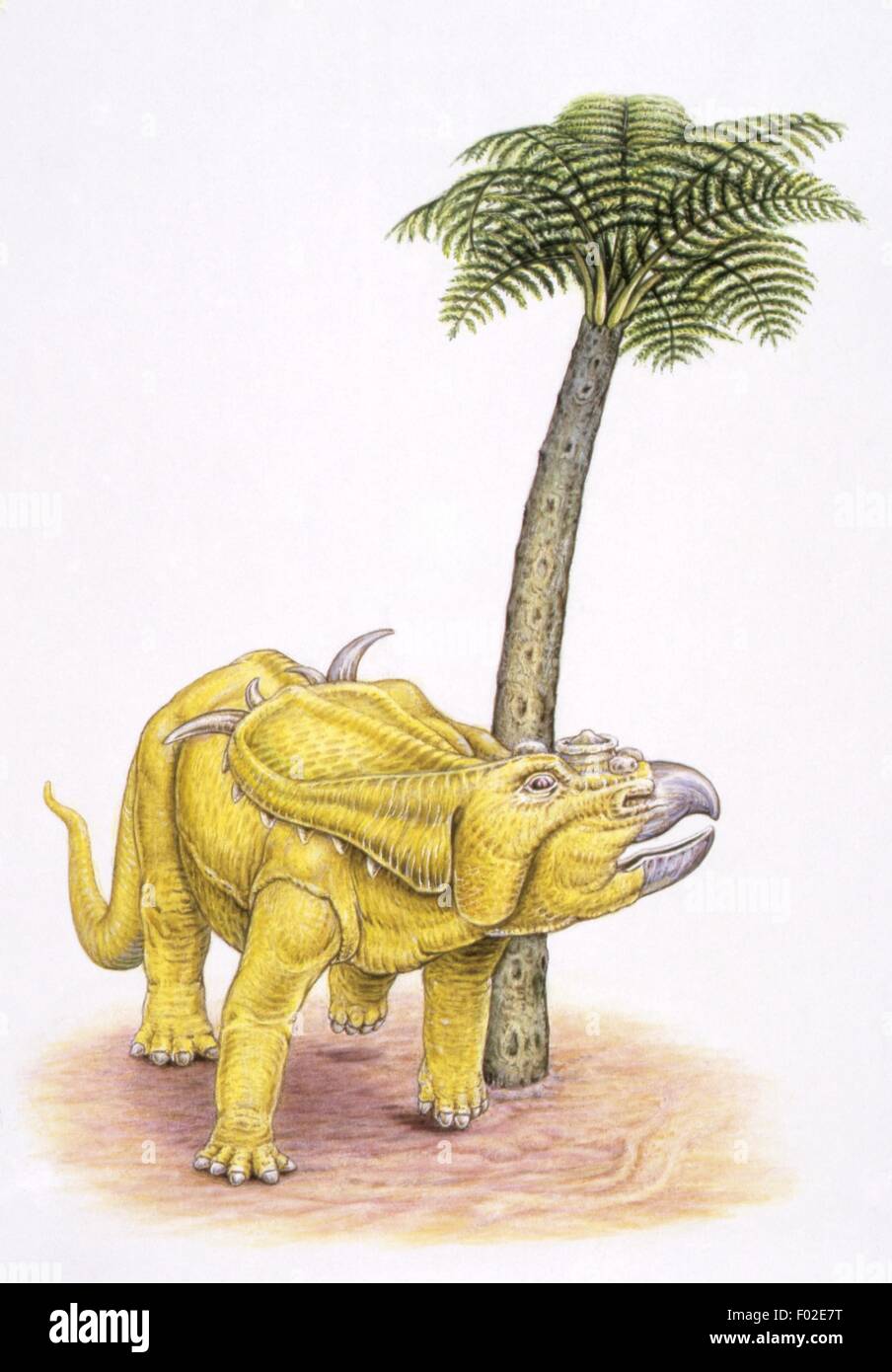 Zoopaleontologia - del periodo Cretaceo - i dinosauri - Pachyrhinosaurus - opera d'arte Foto Stock