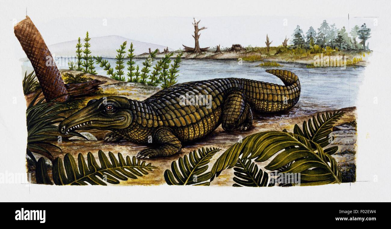 Proterosuchus sp, Proterosuchidae, Triassico. Illustrazione. Foto Stock