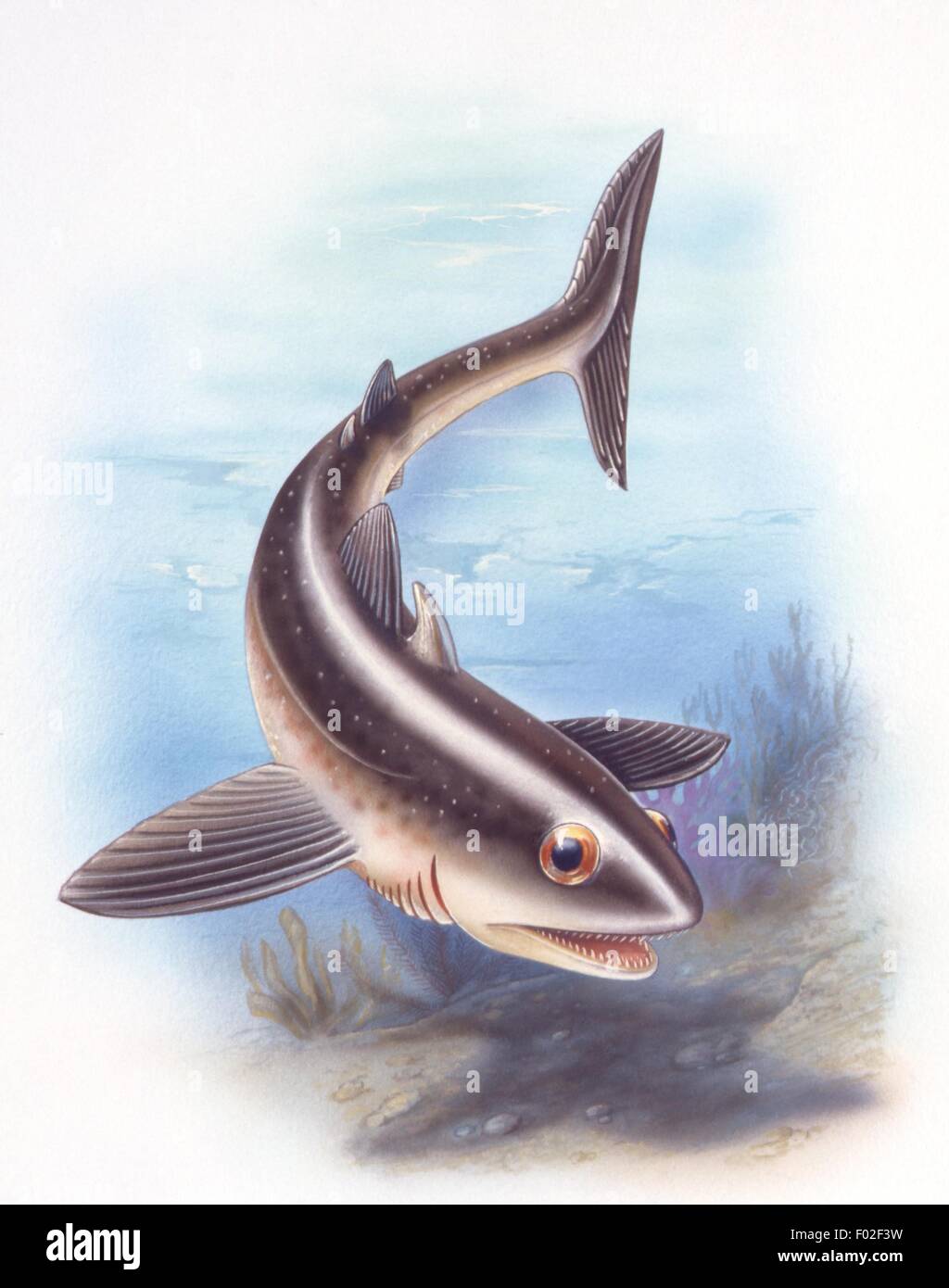 Zoopaleontologia - Devoniano Permiano/periodo - pesci estinti - Cladoselache (Chondrichthyes, squaliformes) - opera d'arte da Robin Carter Foto Stock