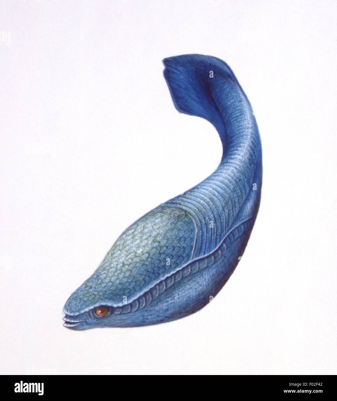 Zoopaleontologia - periodo Ordovician - Ostracoderms (primitive pesci) - Arandaspis - opera d'arte da Steve Roberts Foto Stock