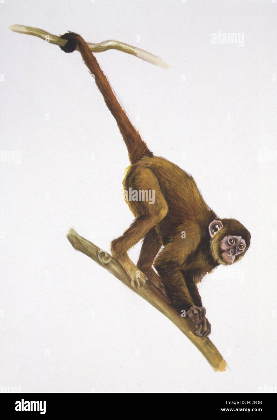 Zoopaleontologia - periodo Oligocene - mammiferi estinti - primati - Dolichocebus gaimanensis - opera d'arte Foto Stock
