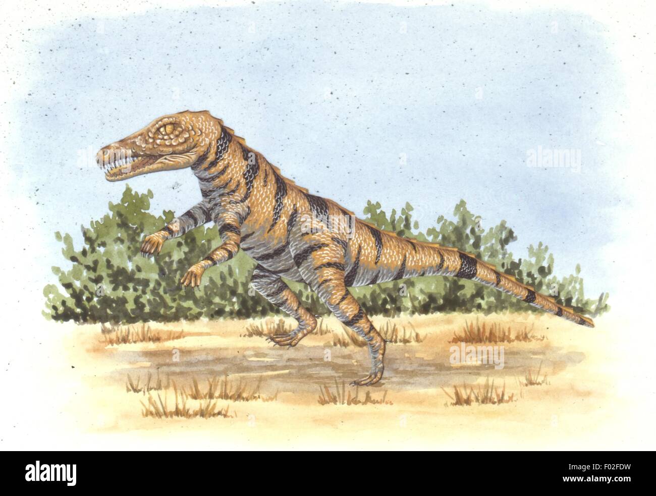 Zoopaleontologia - periodo triassico - i dinosauri - Gracilisuchus - Arte il lavoro di Mark Stewart Foto Stock