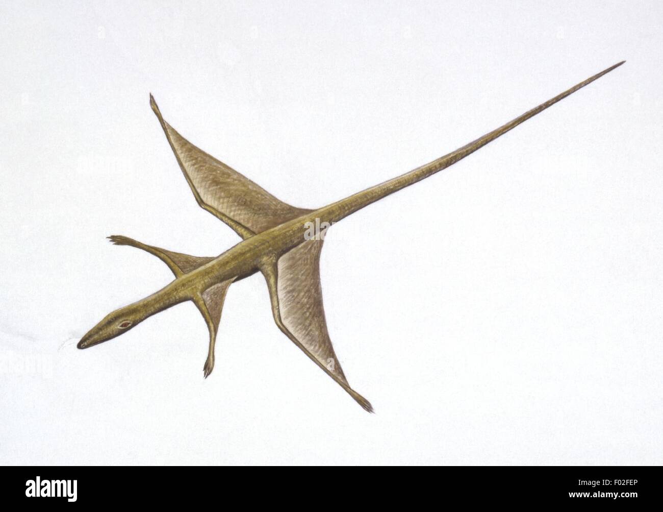 Zoologia - Rettili - Flying Lizard (Draco volans) - opera d'arte da Simon Turvey Foto Stock