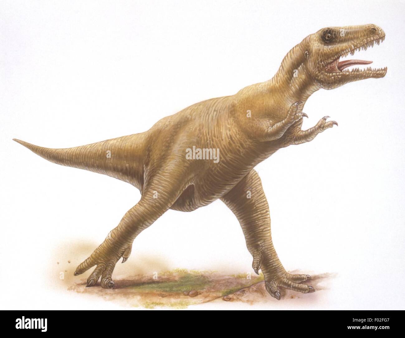 Zoopaleontologia - del periodo Cretaceo - i dinosauri - Albertosaurus - opera d'arte da Robin Carter Foto Stock