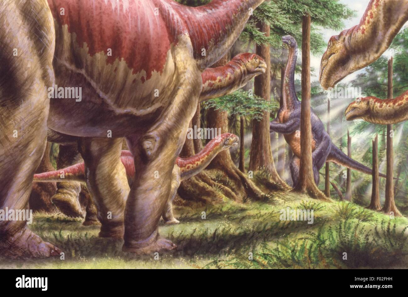 Zoopaleontologia - Giurassico - i dinosauri - Allevamento di Kotasaurus - opera d'arte da Robin Boutell Foto Stock