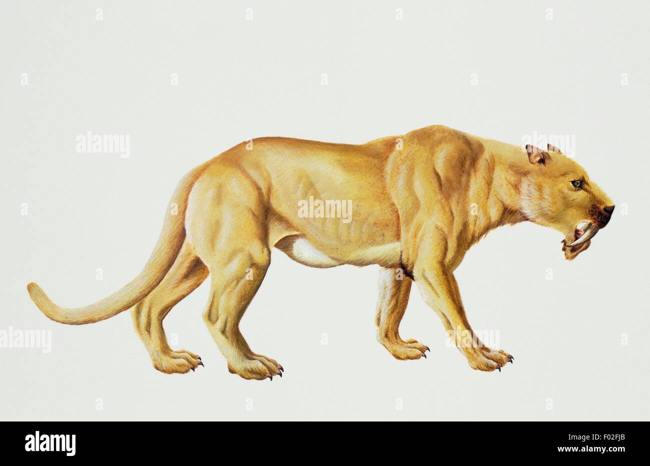 Dai denti a sciabola gatti Thylacosmilus (sp), Thylacosmilidae, Pliocene. Artwork da Barry Croucher. Foto Stock