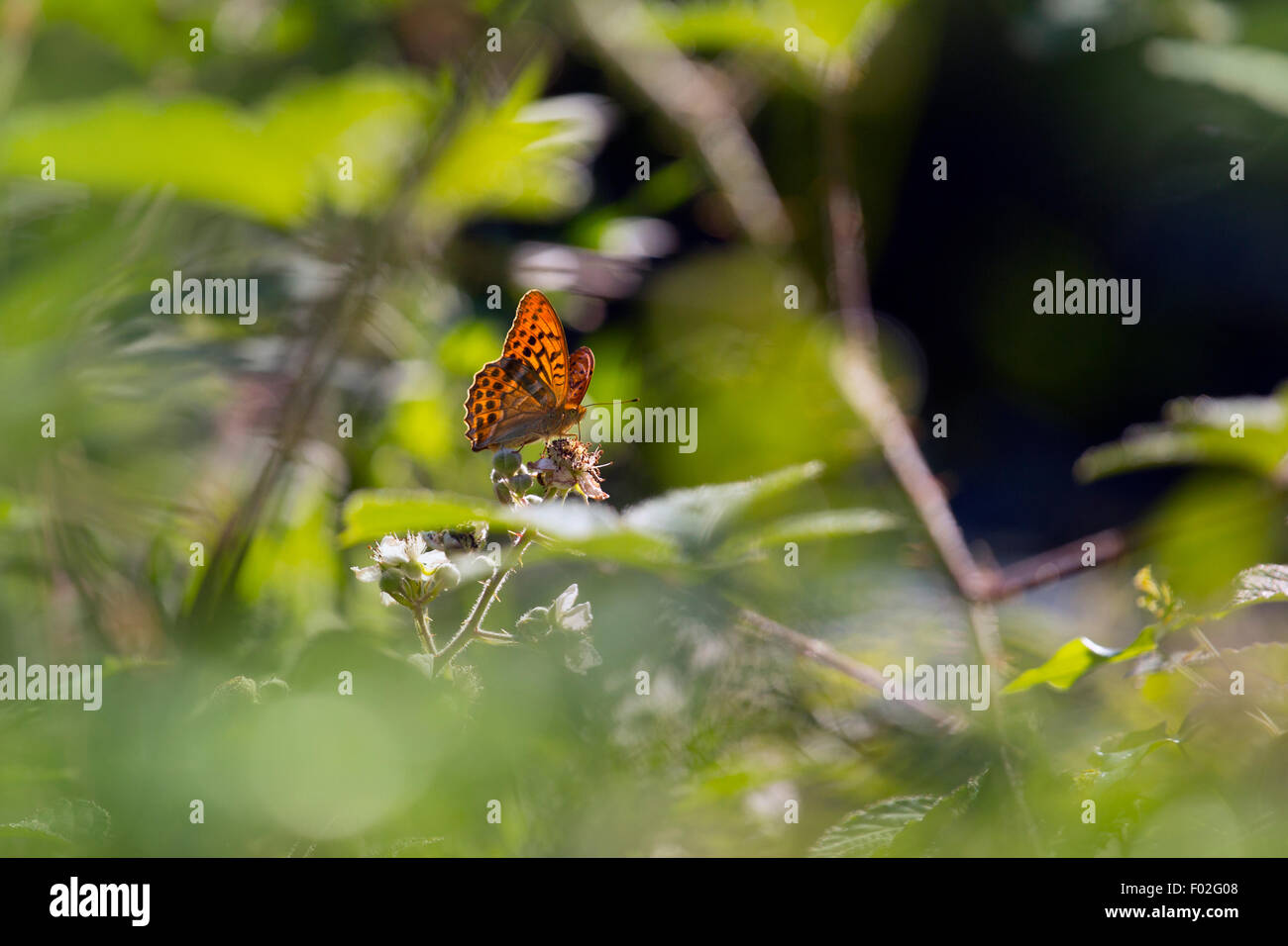 Argento-lavato Fritillary Argynnis paphia Holt country park Norfolk Foto Stock