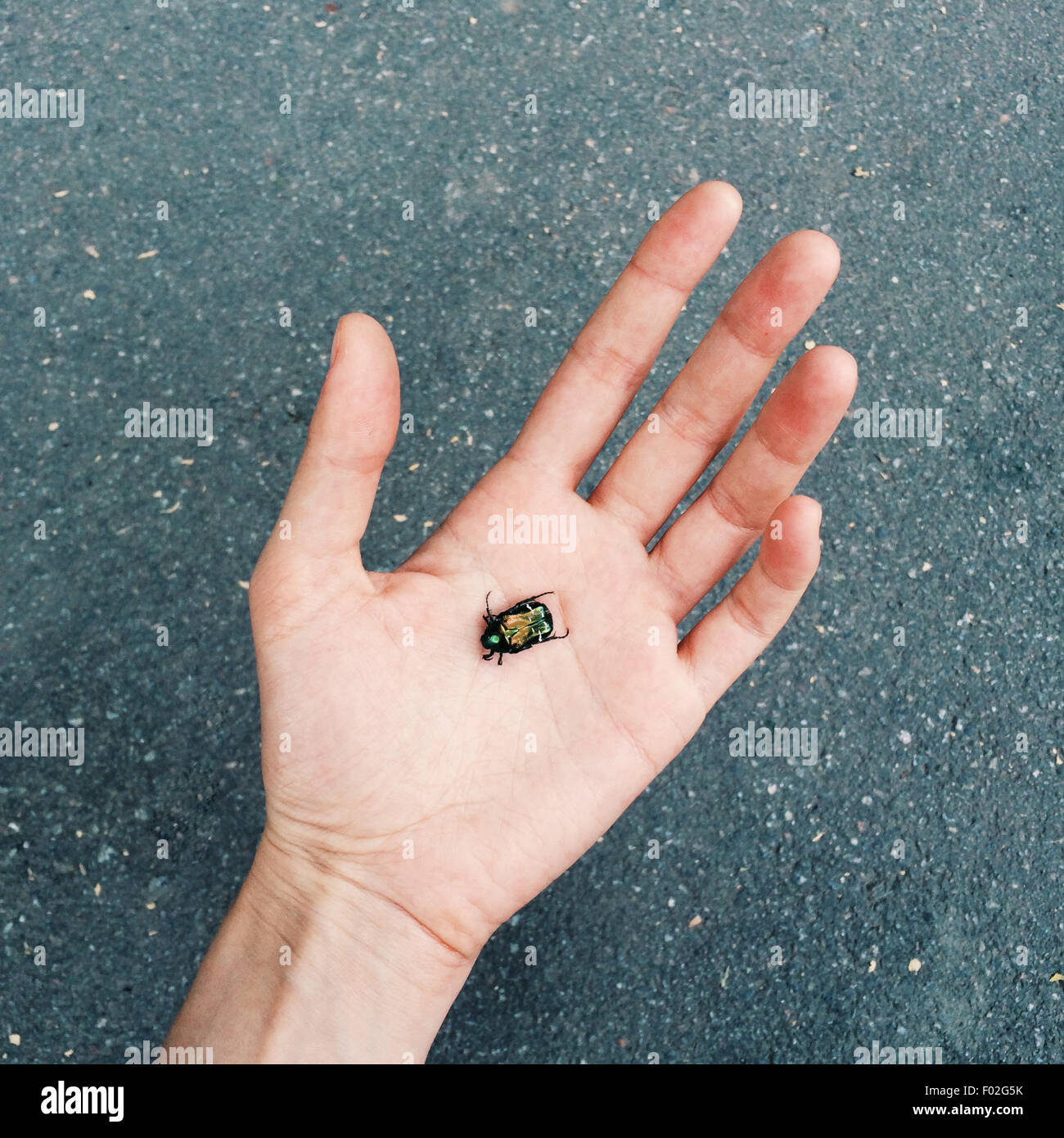 Bug nel palmo di una mano Foto Stock