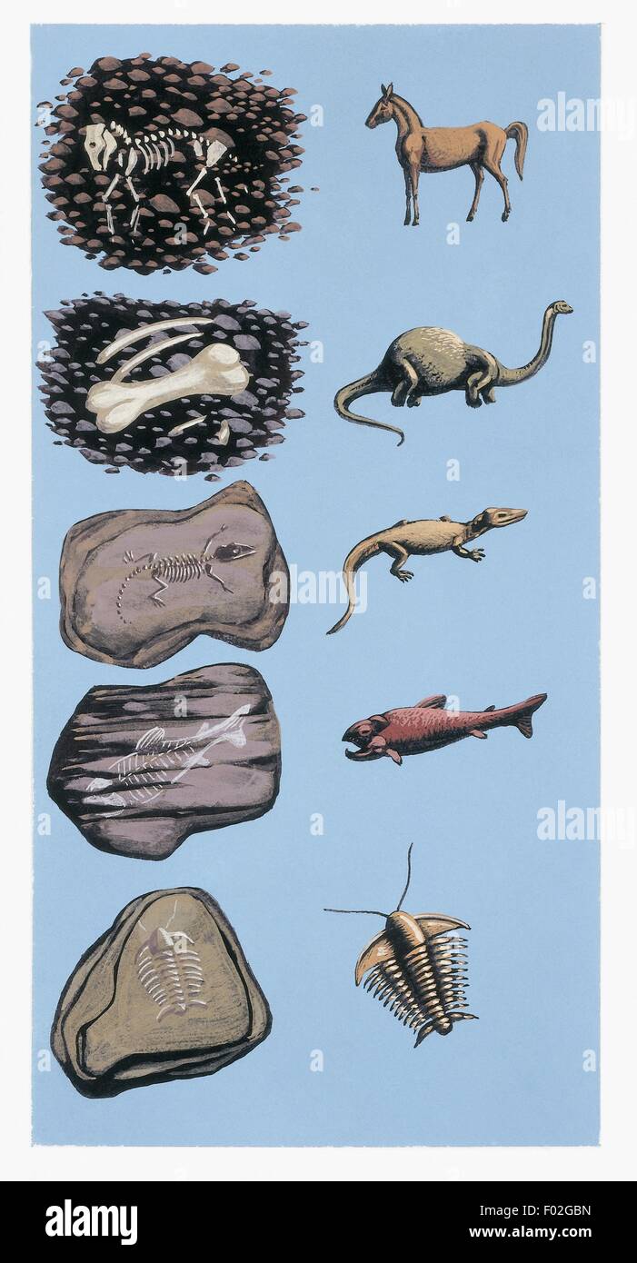 Zoologia: fossili - vari esemplari. Opera d'arte Foto Stock