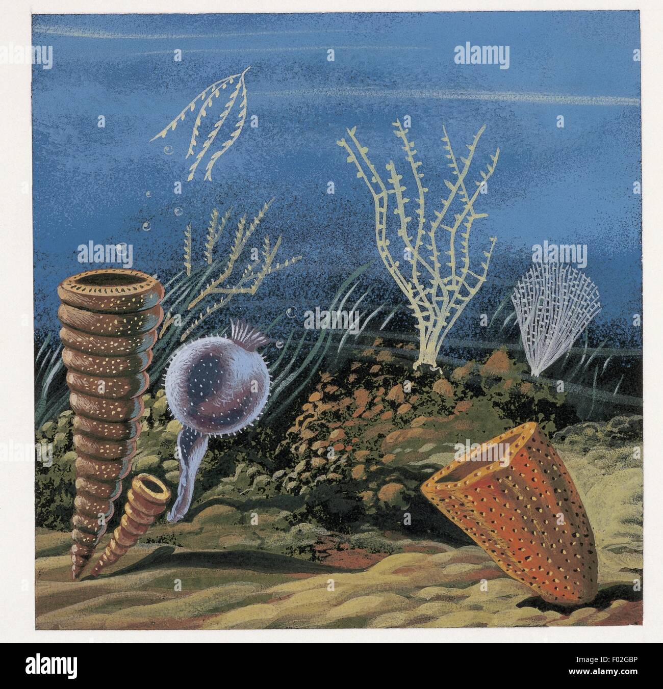 Zoologia: fossili - i graptoliti cambriano e spugne. Opera d'arte Foto Stock