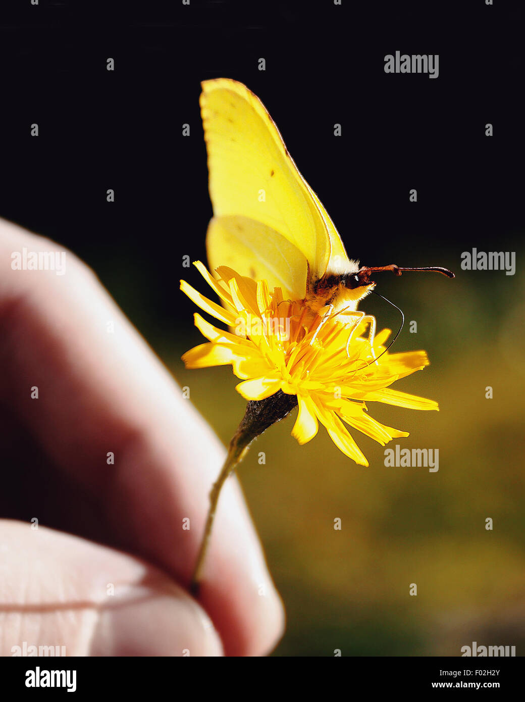 In prossimità di una mano umana tenendo un tarassaco con una farfalla su di esso Foto Stock