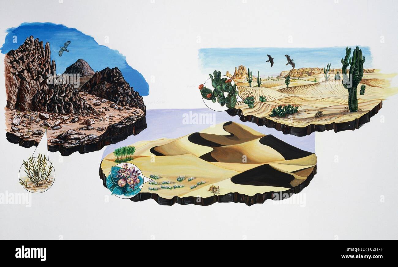 Gli ambienti e la fauna del deserto di roccia (Sahara), la sabbia del deserto del Sahara (), in Africa e nel deserto con cactus di Arizona, Stati Uniti d'America, disegno. Foto Stock