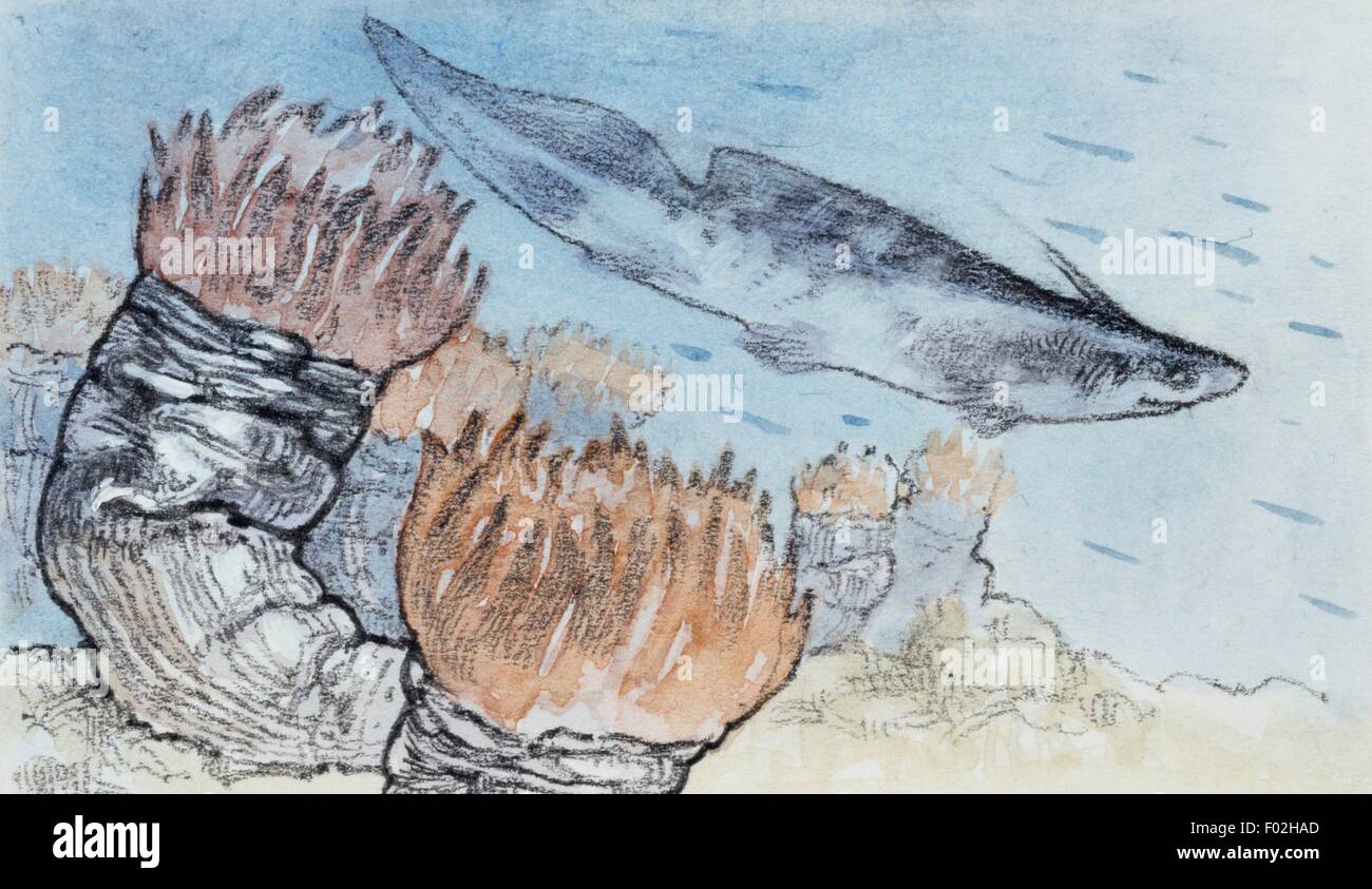 La ricostruzione di Caninia sp, genere della Tetracoralla (rugosa), un ordine estinto di corallo. Disegno. Foto Stock