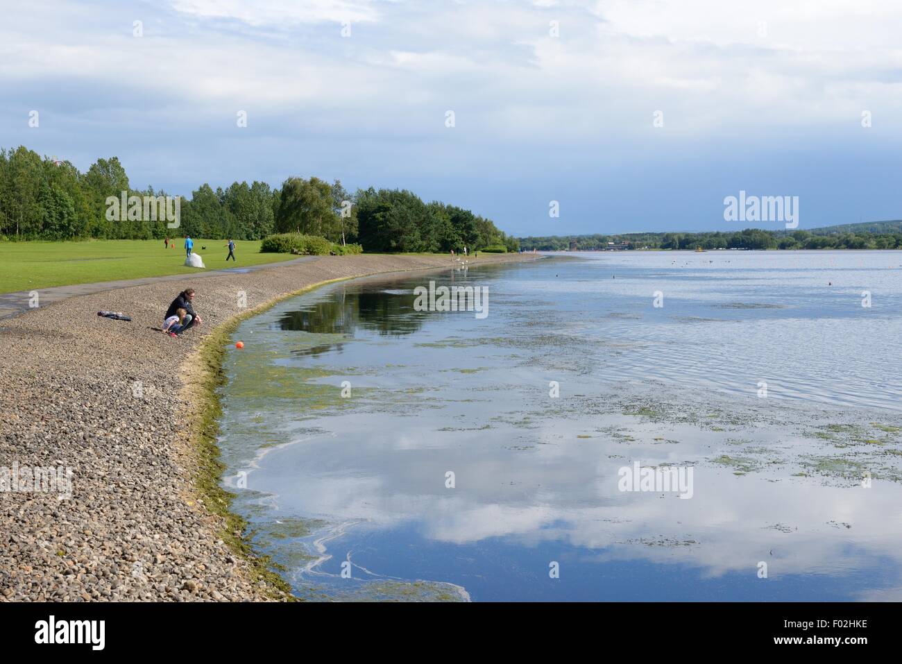 Le alghe a bordo delle acque su Strathclyde loch, Lanarkshire, Scotland, Regno Unito Foto Stock