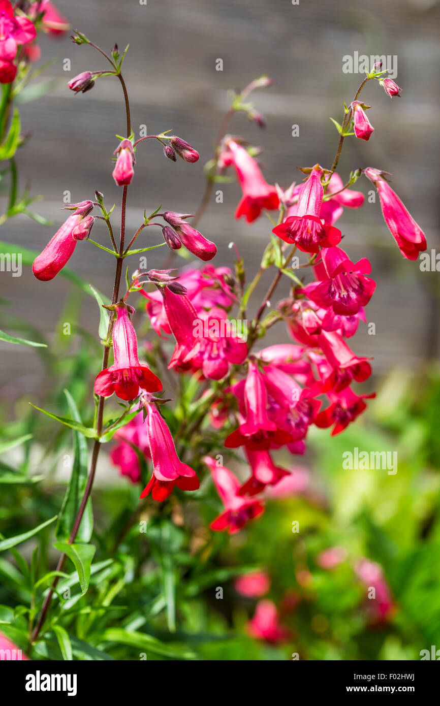 Penstemon fiori rossi giardino ardito perenne Foto Stock