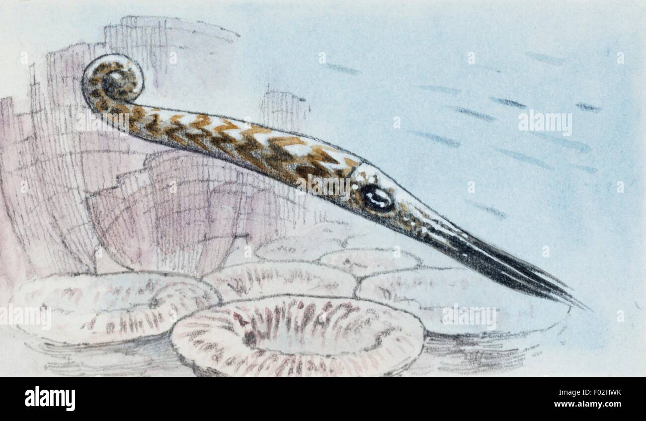 Di cefalopodi, disegno. Foto Stock