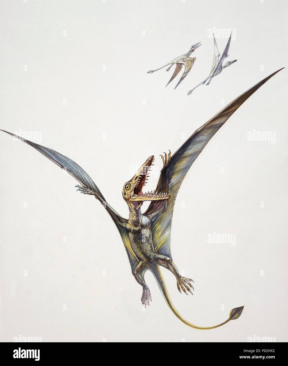 La ricostruzione di ramphorhynchoids (Rhamphorhynchoidea), pterosaurs o rettili volanti, Giurassico. Illustrazione a colori. Foto Stock