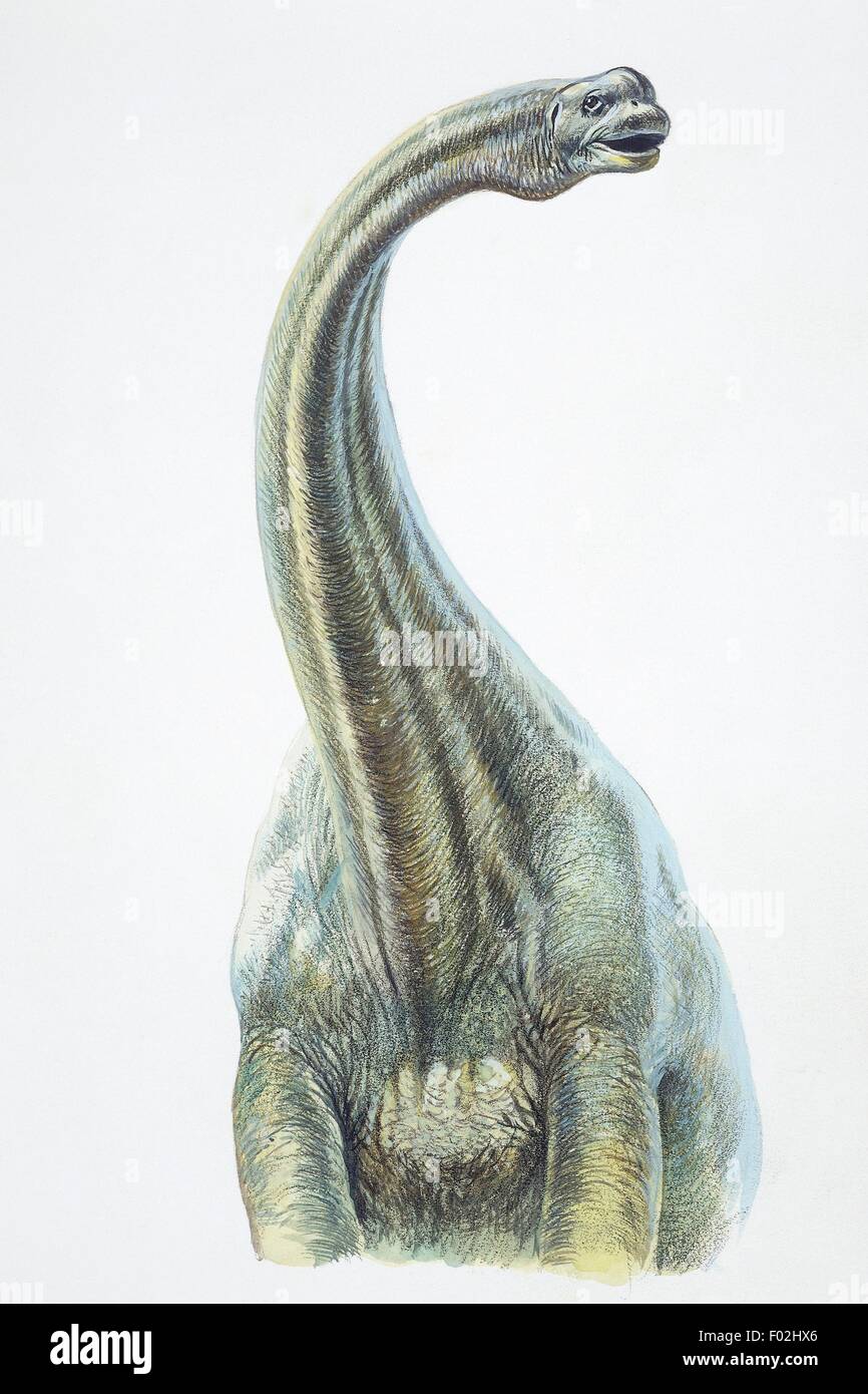 La ricostruzione di un brontosaurus o Apatosaurus, Superiore Giurassico. Illustrazione a colori. Foto Stock