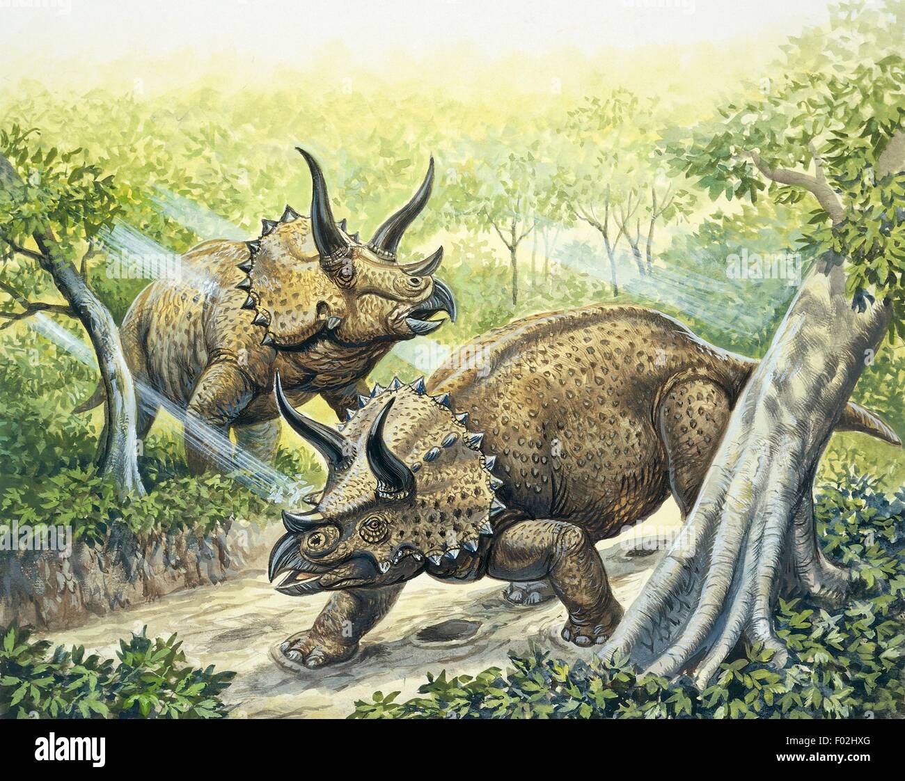 La ricostruzione di Triceratops (Triceratops horridus), fine del periodo Cretaceo . Illustrazione a colori. Foto Stock
