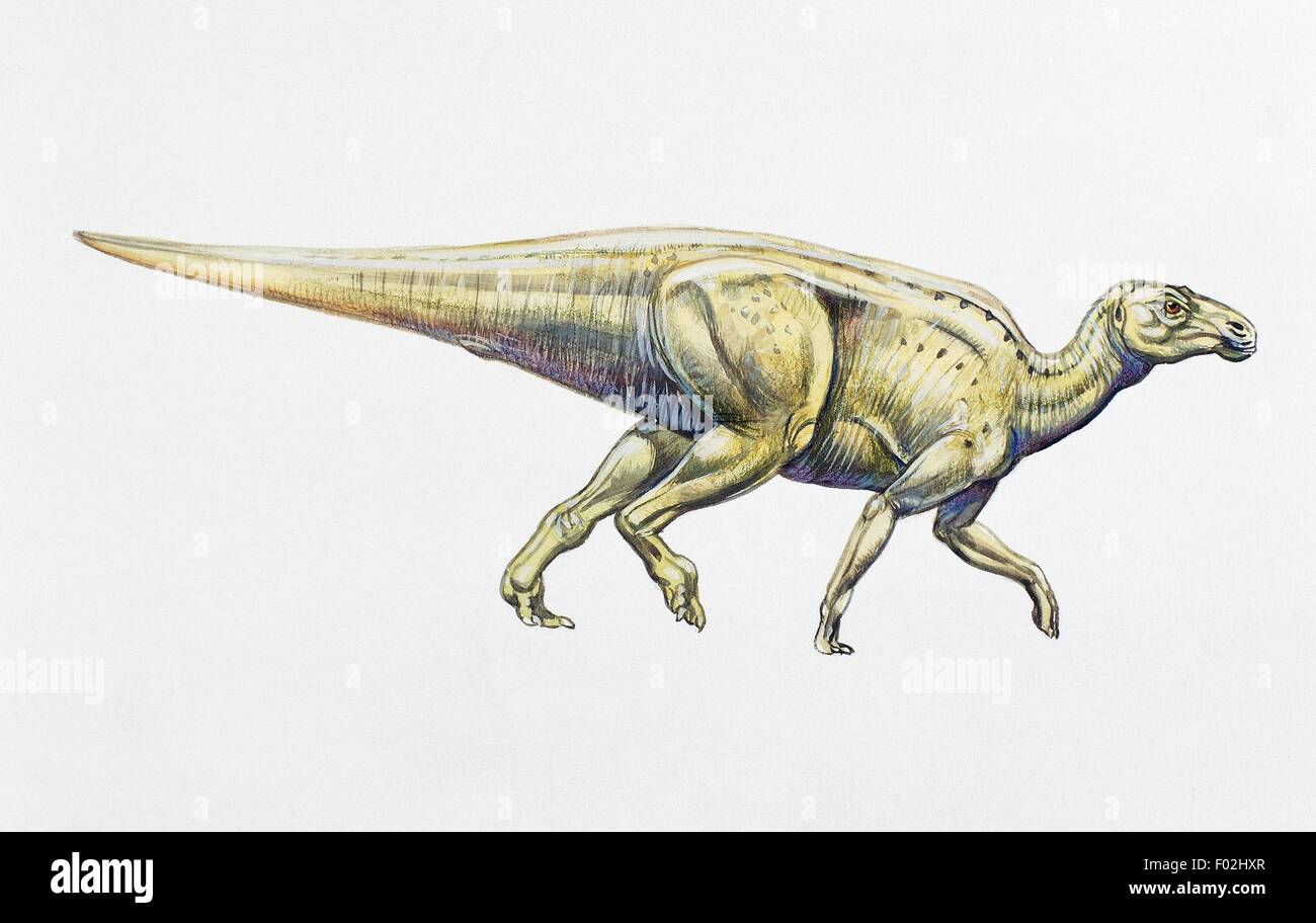 La ricostruzione di hadrosaurid o anatra fatturati dinosauro, Ornithopods, Cretaceo superiore. Illustrazione a colori. Foto Stock
