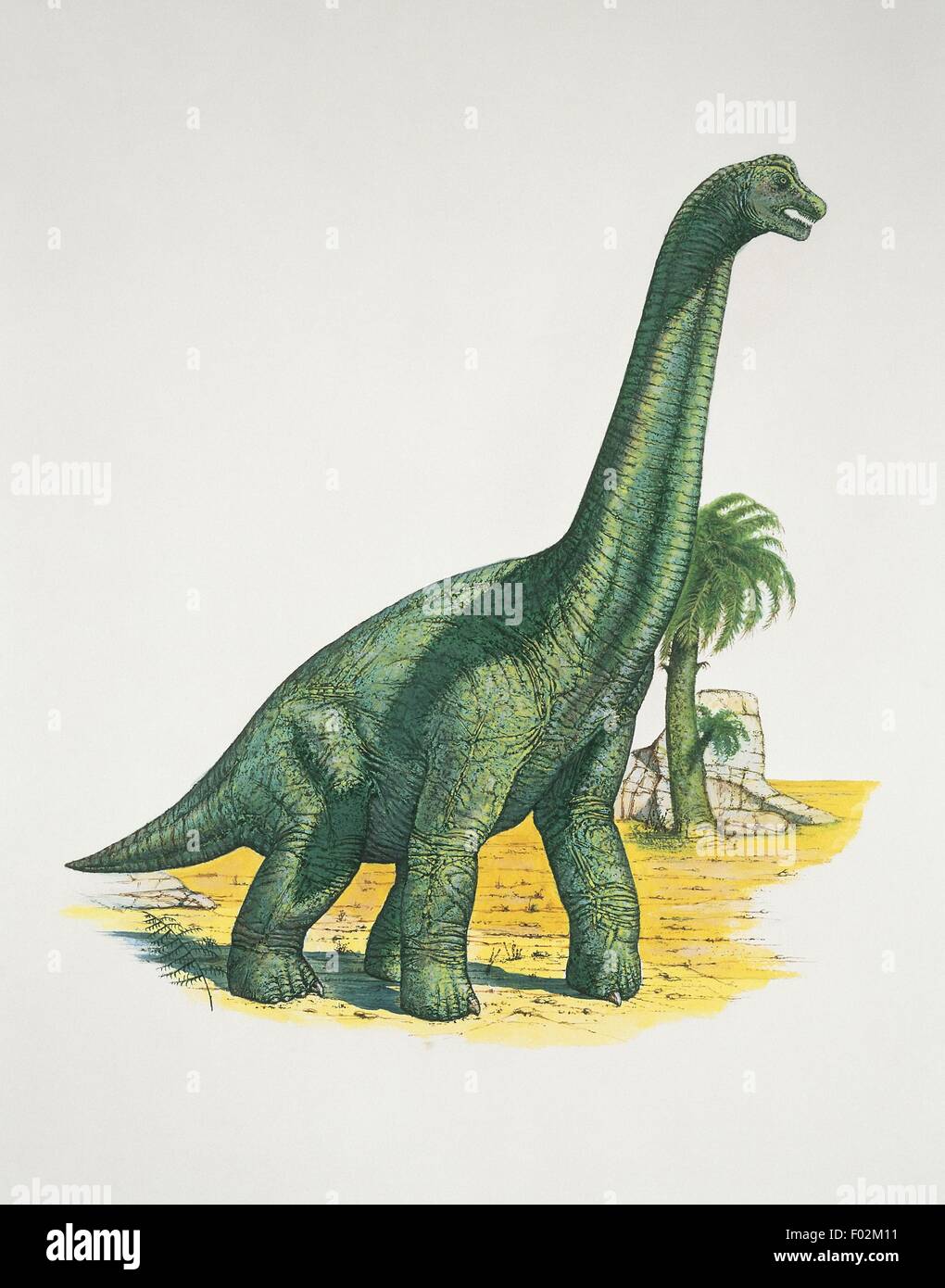 Zoopaleontologia - Giurassico - i dinosauri - Brachiosaurus (opera d'arte da Neil Lloyd) Foto Stock