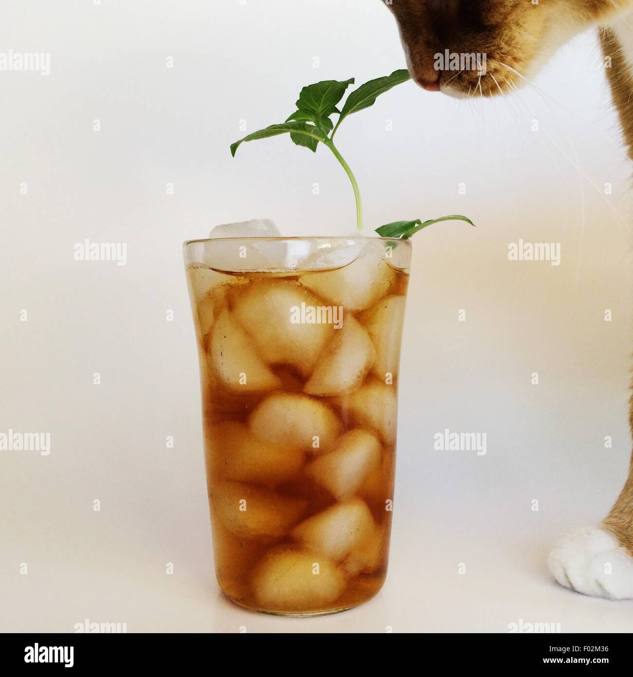 Cat sniffing un bicchiere di tè freddo Foto Stock
