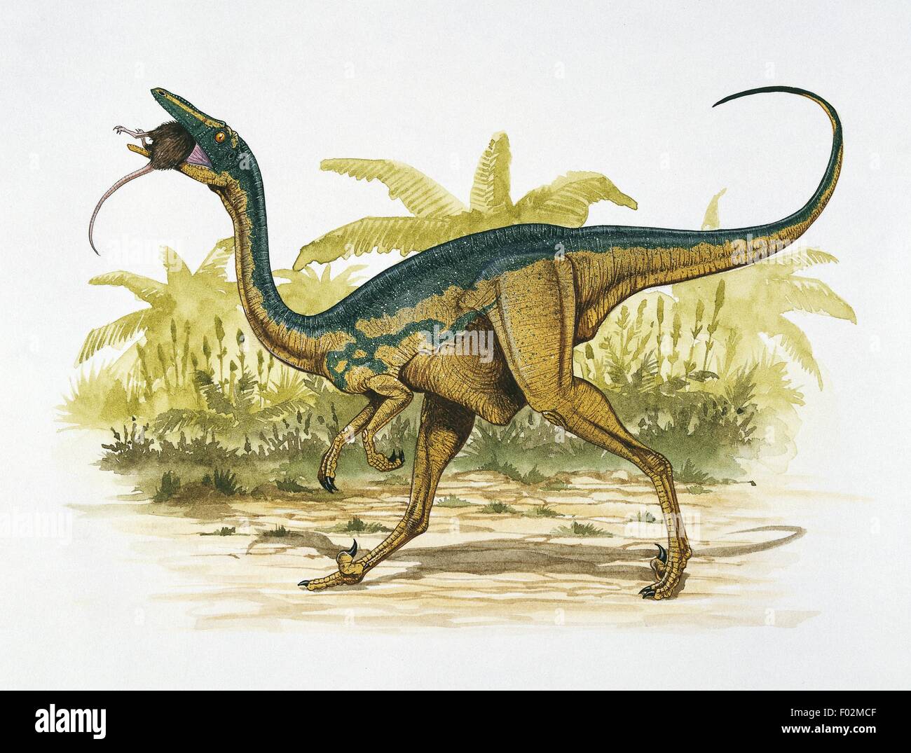 Zoopaleontologia - del periodo Cretaceo - i dinosauri - Sauronithoides - Arte il lavoro di Graham Rosewarne Foto Stock
