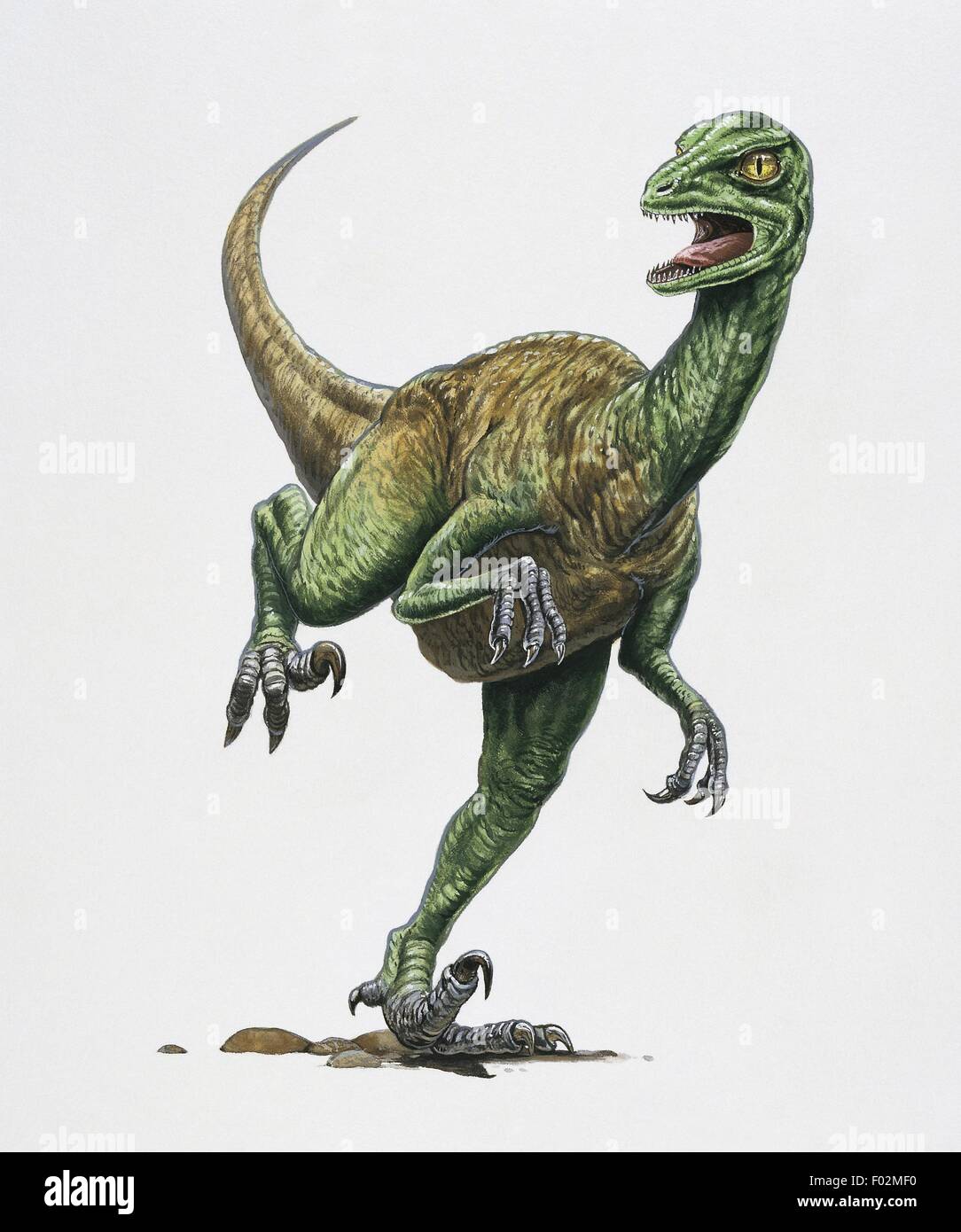 Zoopaleontologia - del periodo Cretaceo - i dinosauri - Troodon (opera d'arte da Tim Hayward) Foto Stock